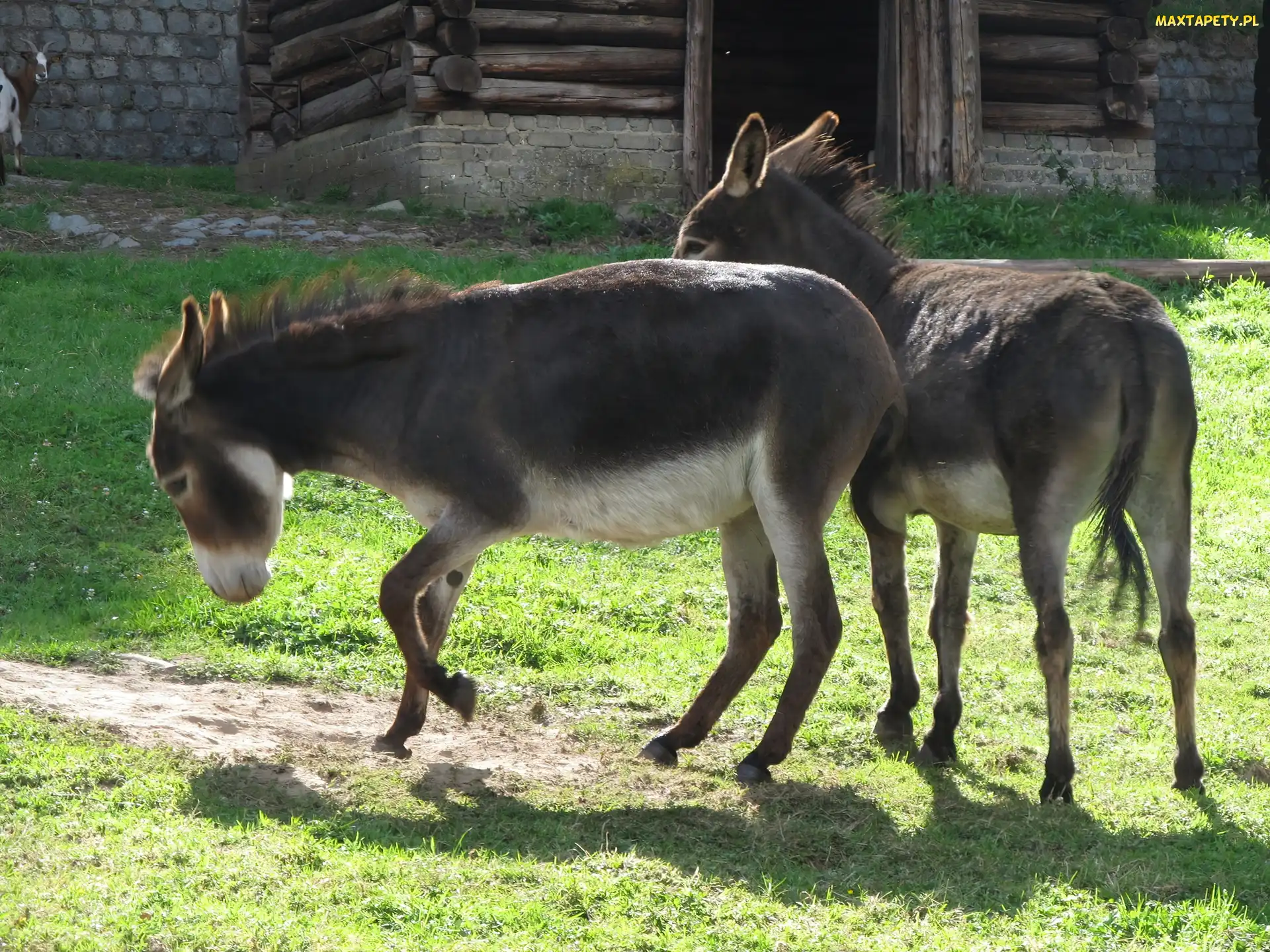 Dwa, Trawa, Osły