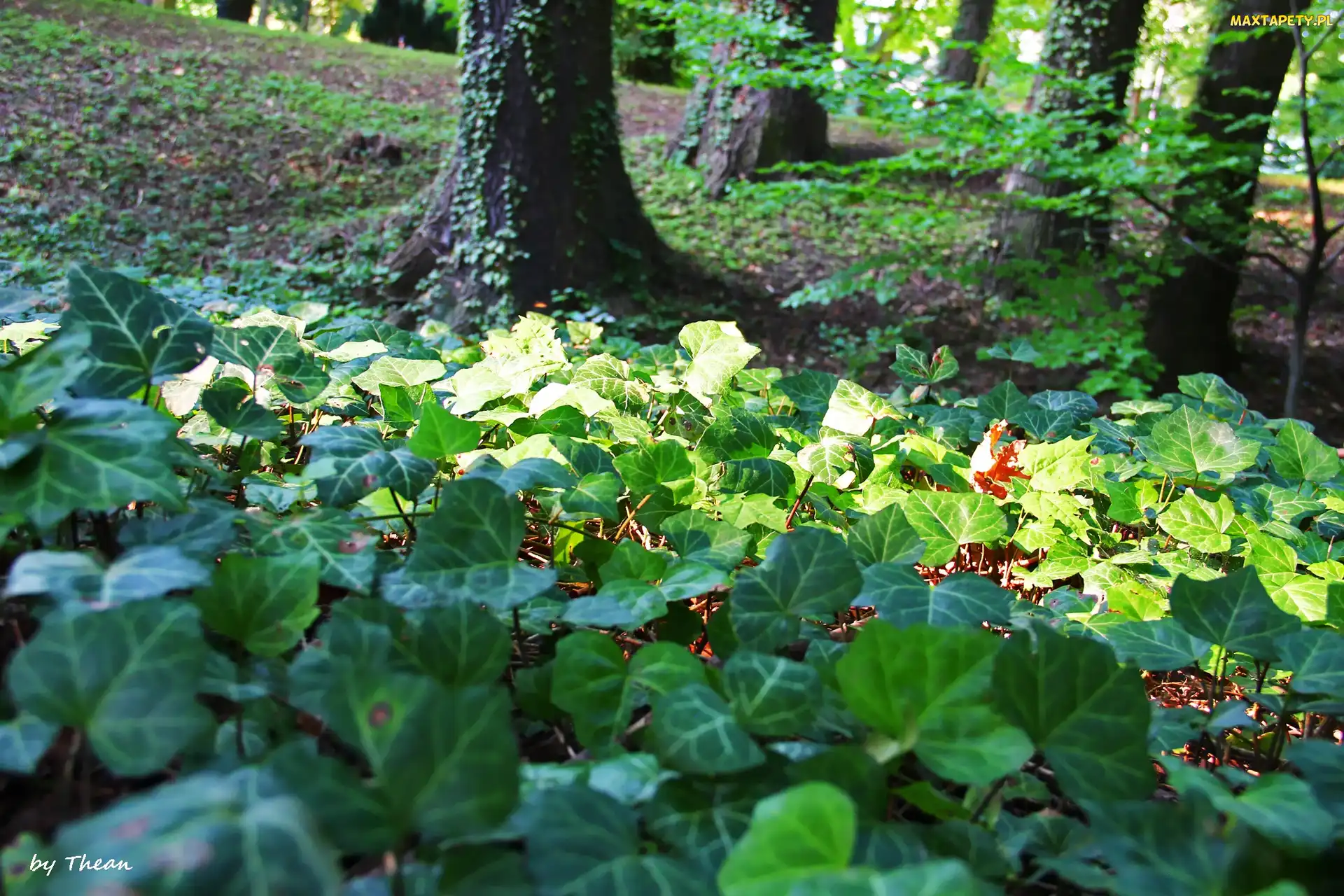 Porastający, Park, Bluszcz