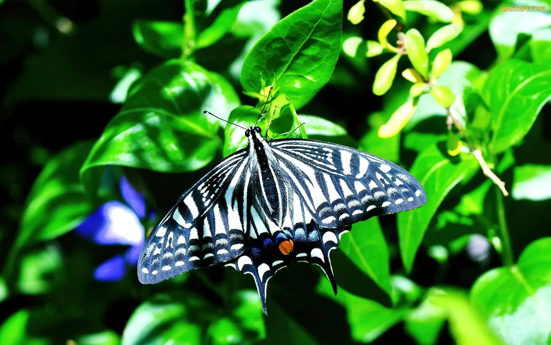 Krzew, Motyl, Czarno, Biały
