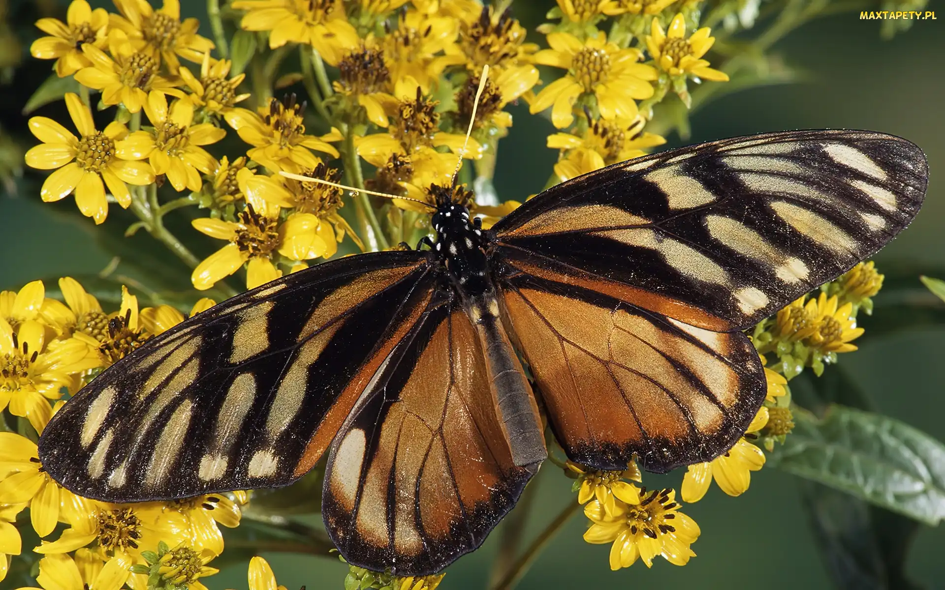 Kwiatki, Żółte, Brązowy, Motyl