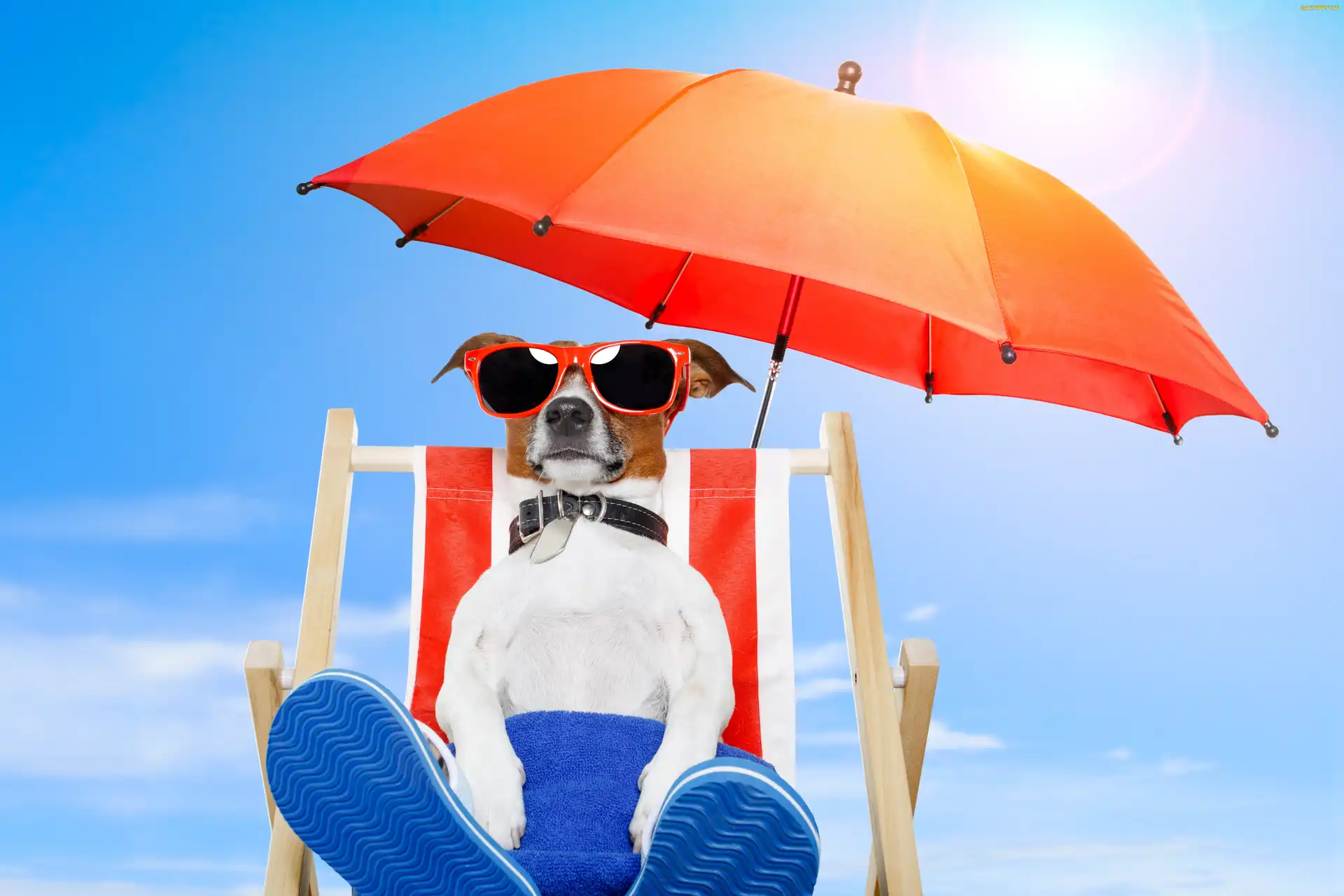 Wakacje, Parasol, Jack russell terrier, Pies, Plaża, Leżak