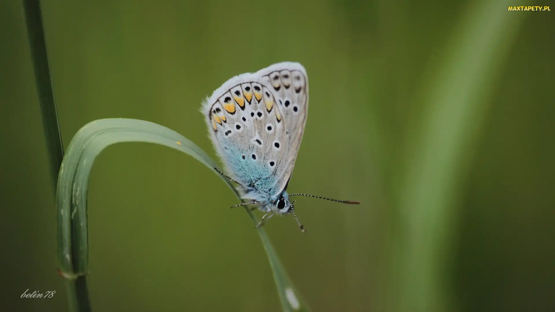 Trawa, Łąka, Motyl