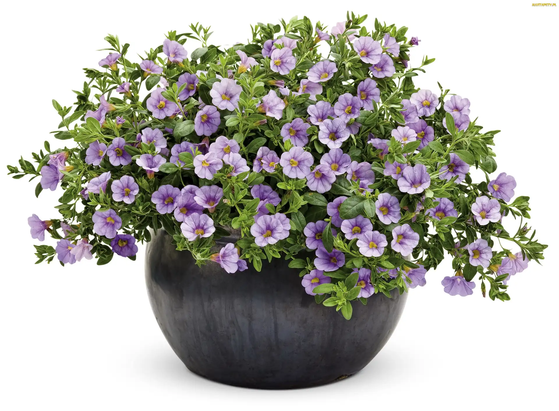 Doniczka, Petunia, Fioletowa