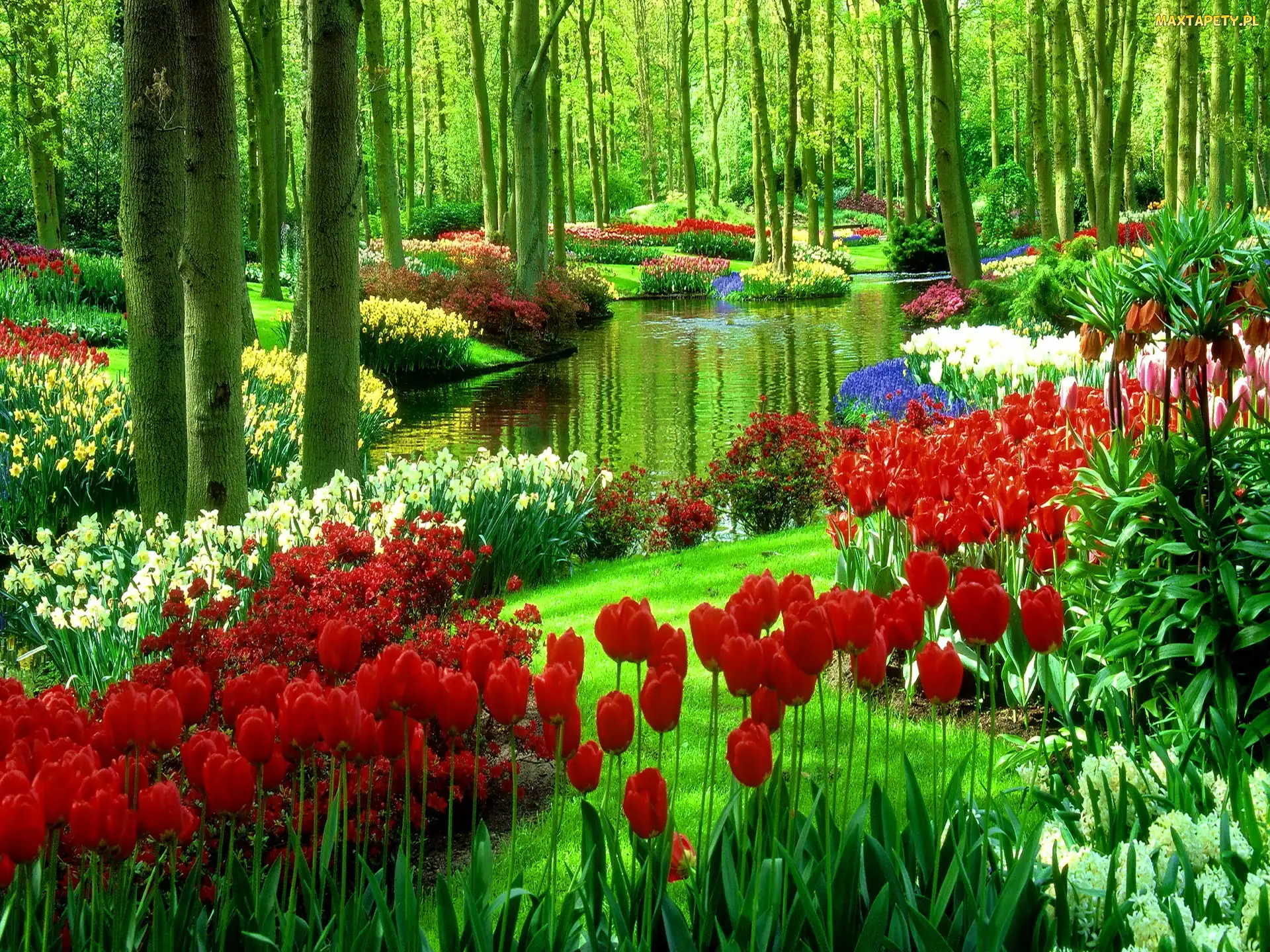 Tulipany, Woda, Las