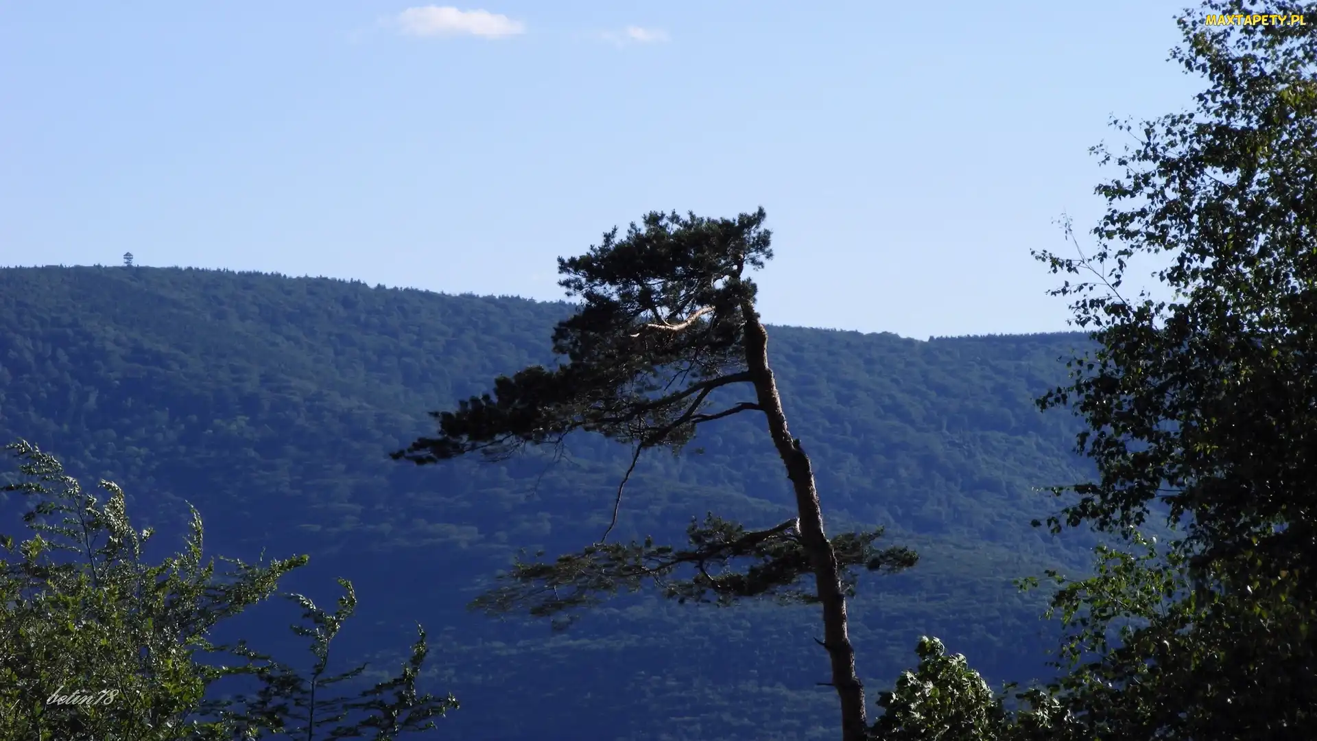 Krajobraz, Góry, Drzewo