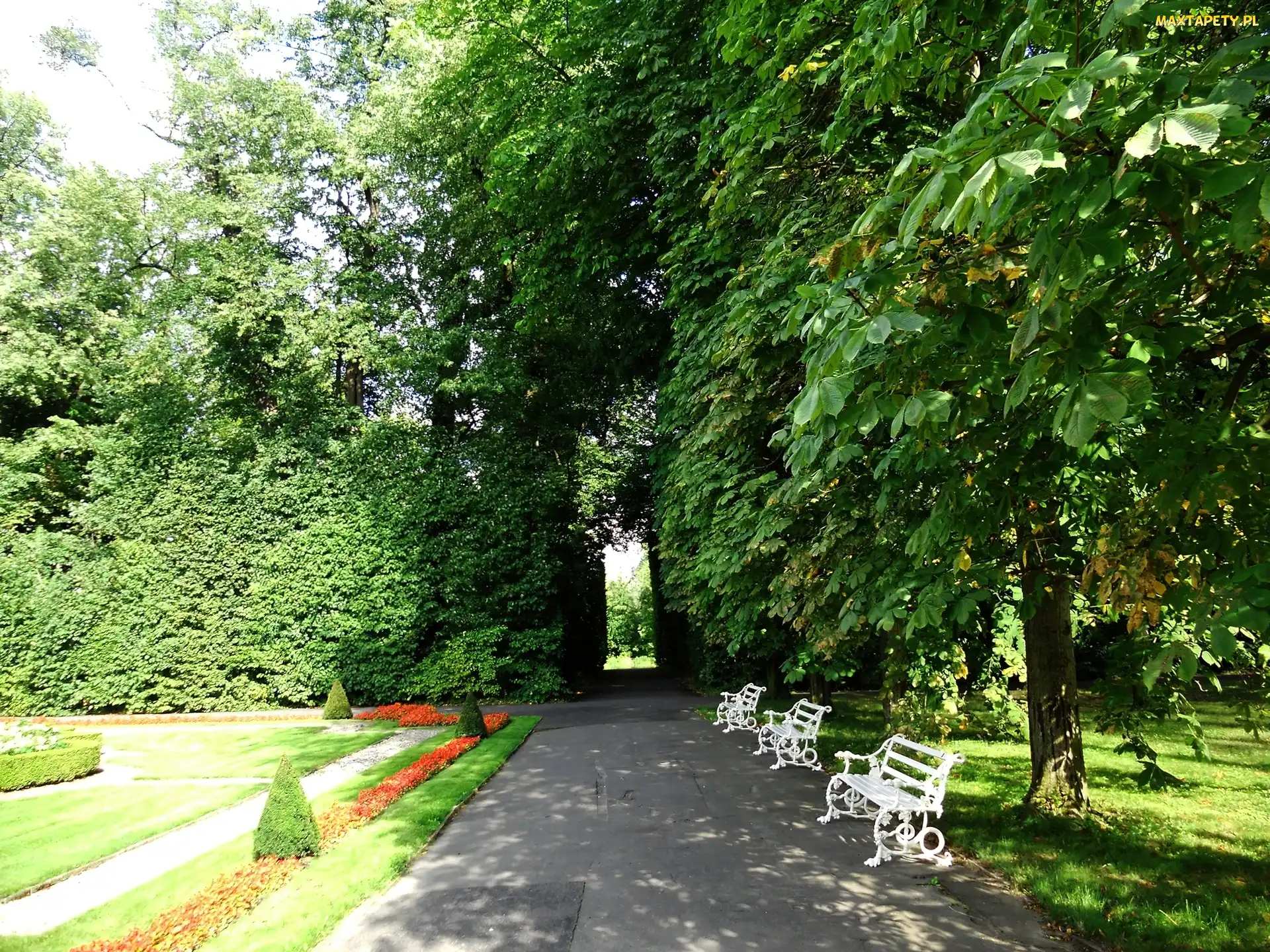 Drzewa, Ławki, Park, Aleja