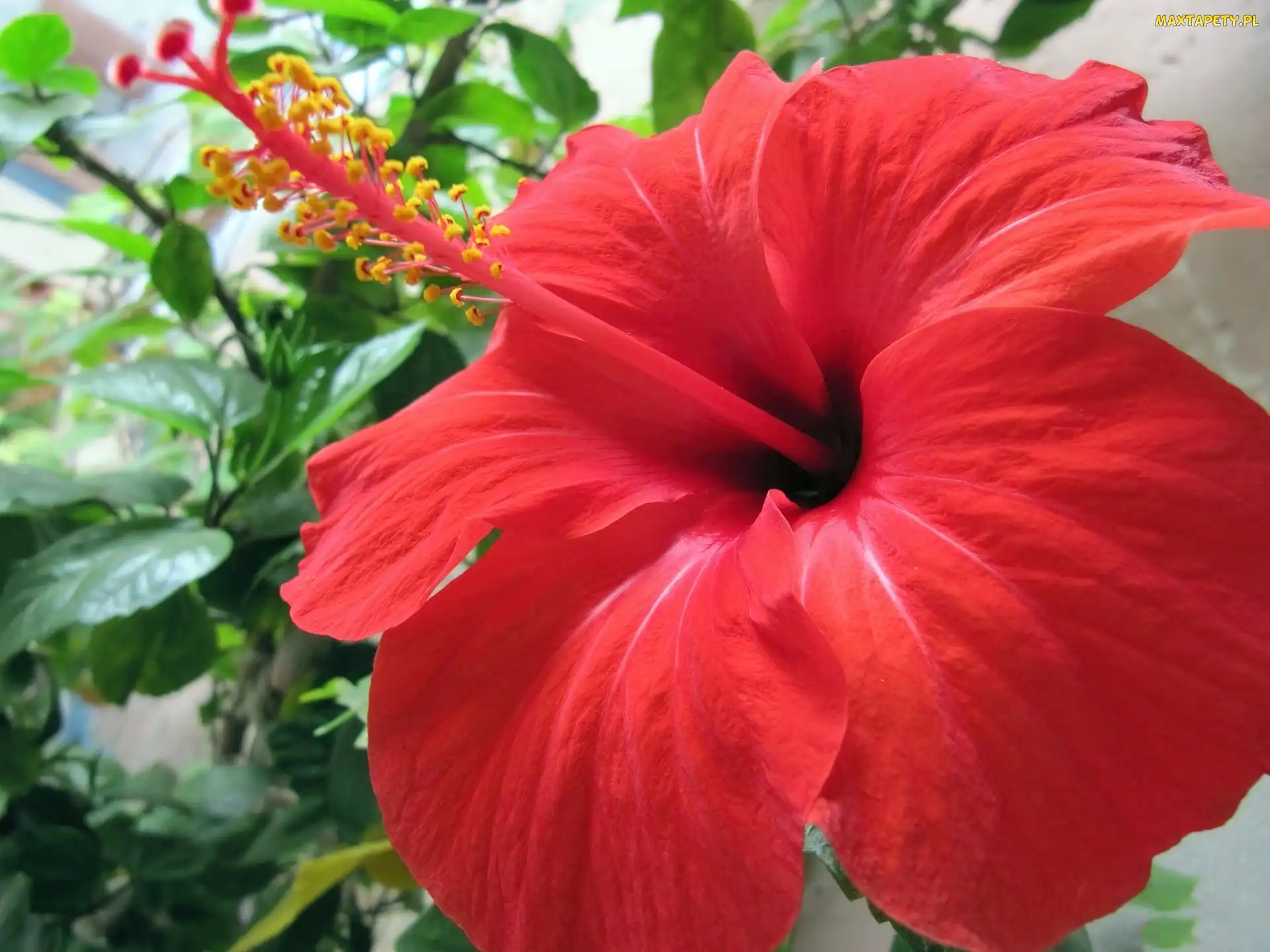 Hibiskusa, Kwiat, Duży, Czerwony