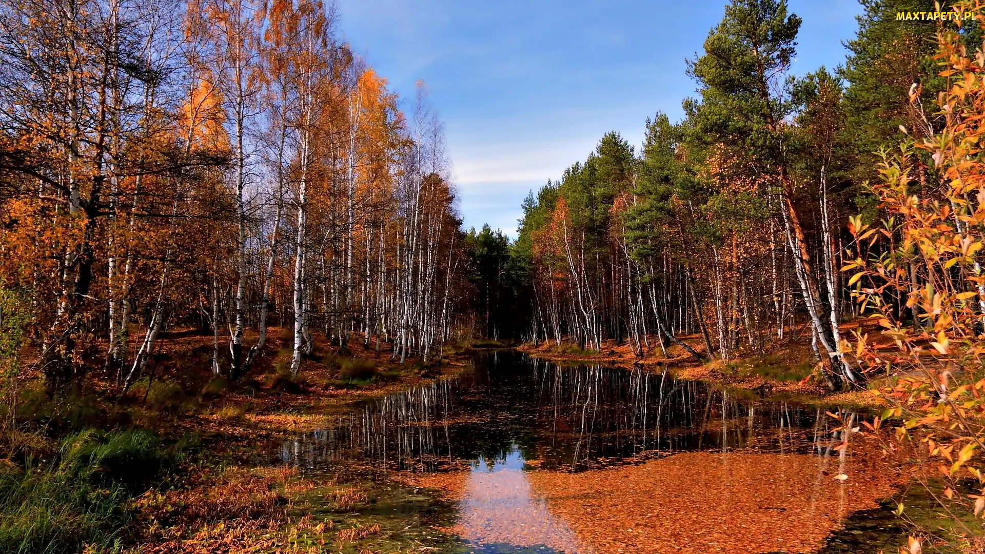 Liście, Woda, Jesień, Las