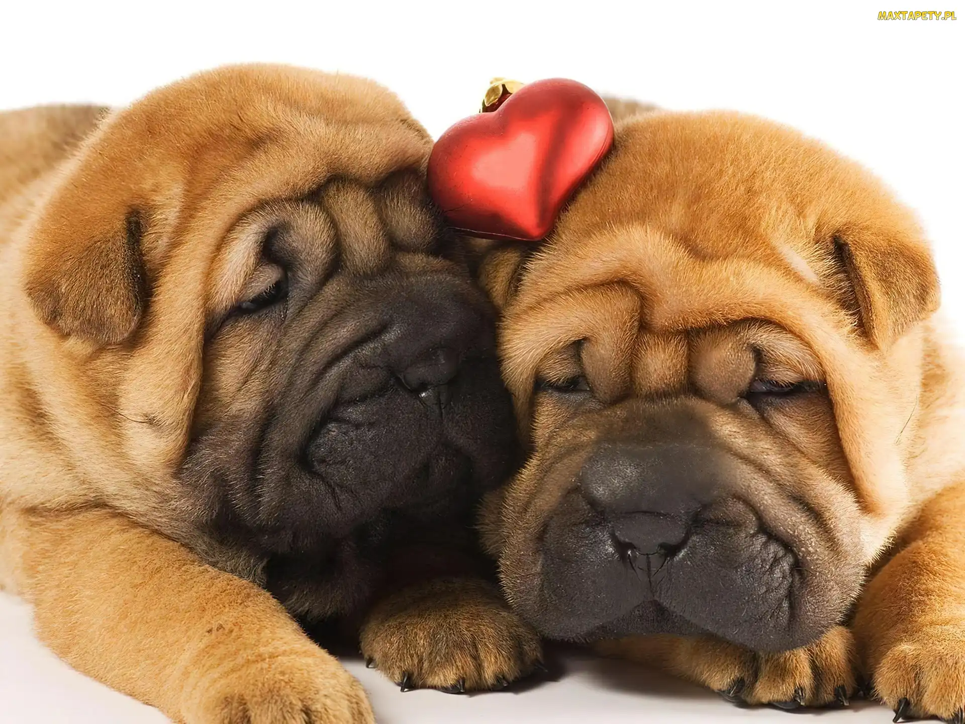 Serduszko, Shar Pei, Dwa, Śpiące