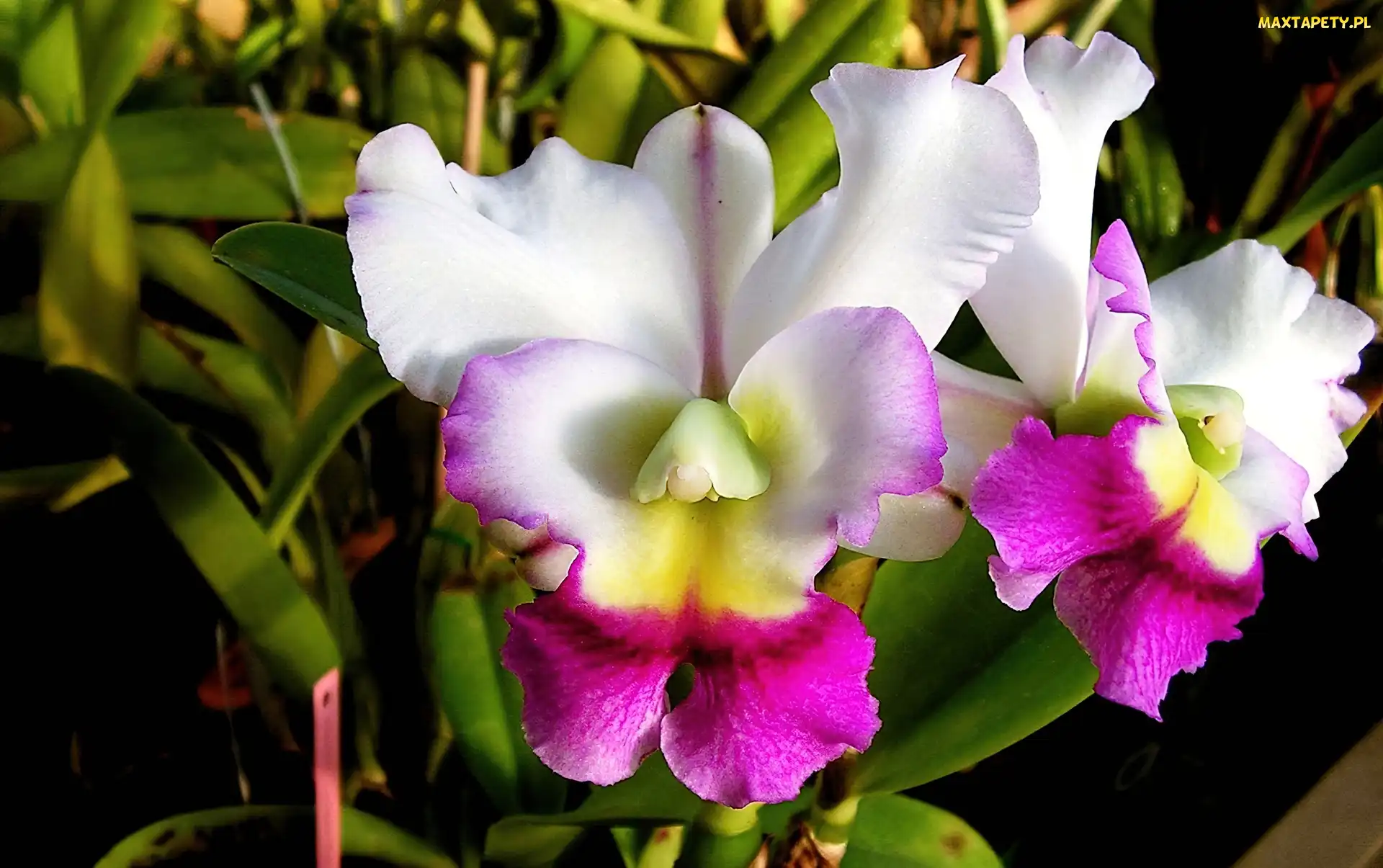 Różowa, Orchidea, Biało
