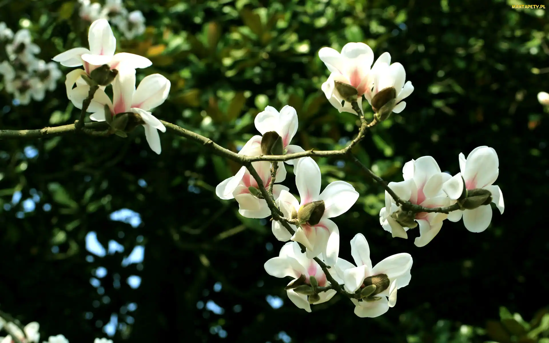 Białej, Magnolii, Kwiaty