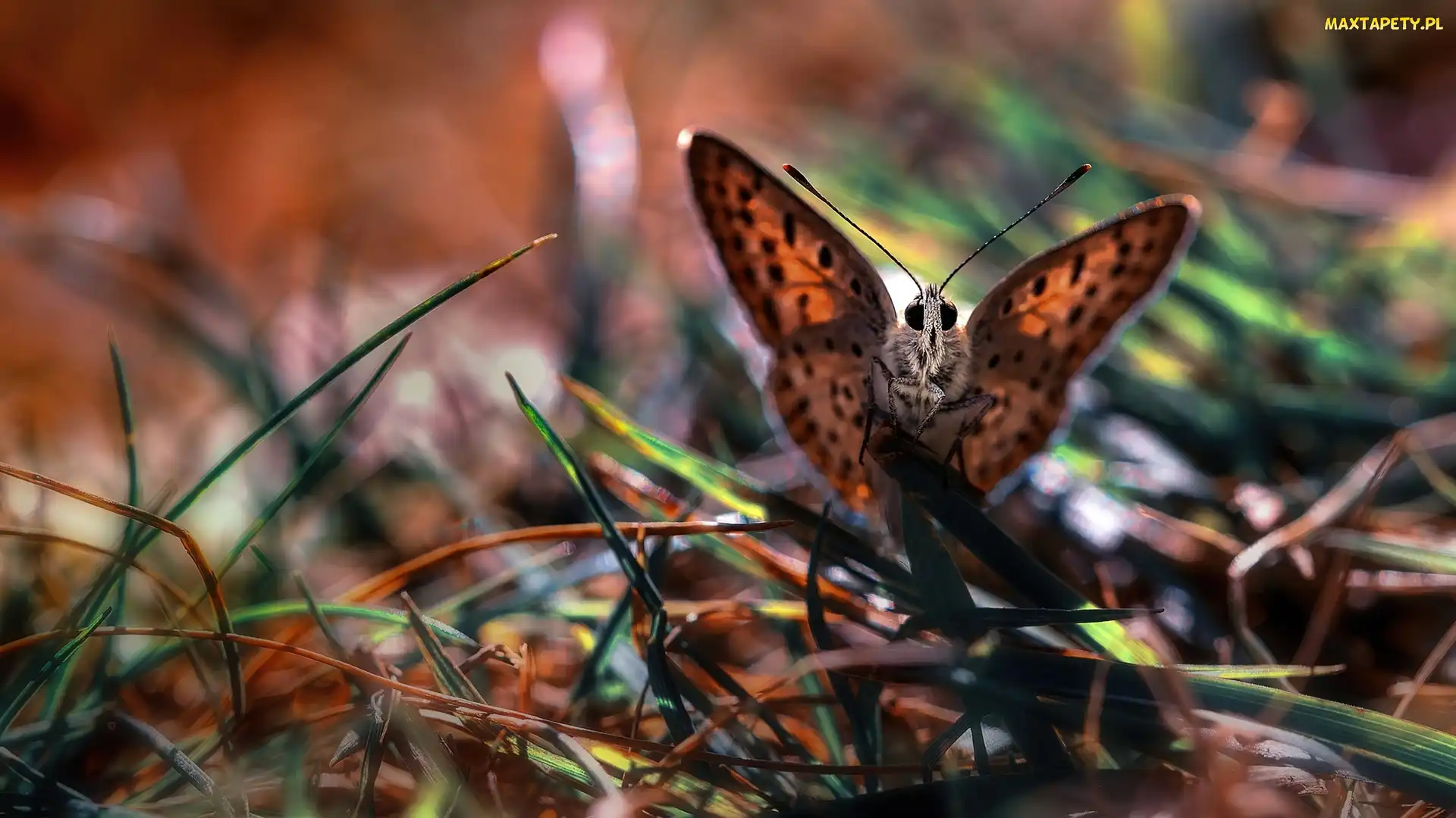 Źdźbła, Trawy, Motyl
