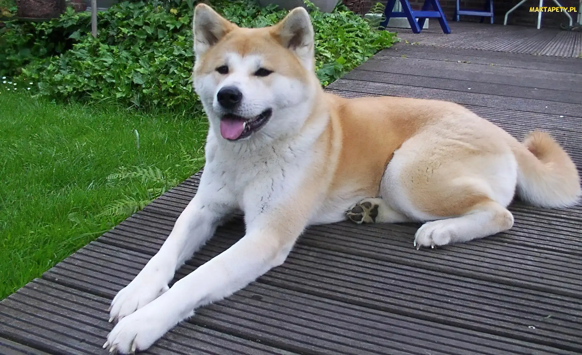 Piesek, Akita, Leżący