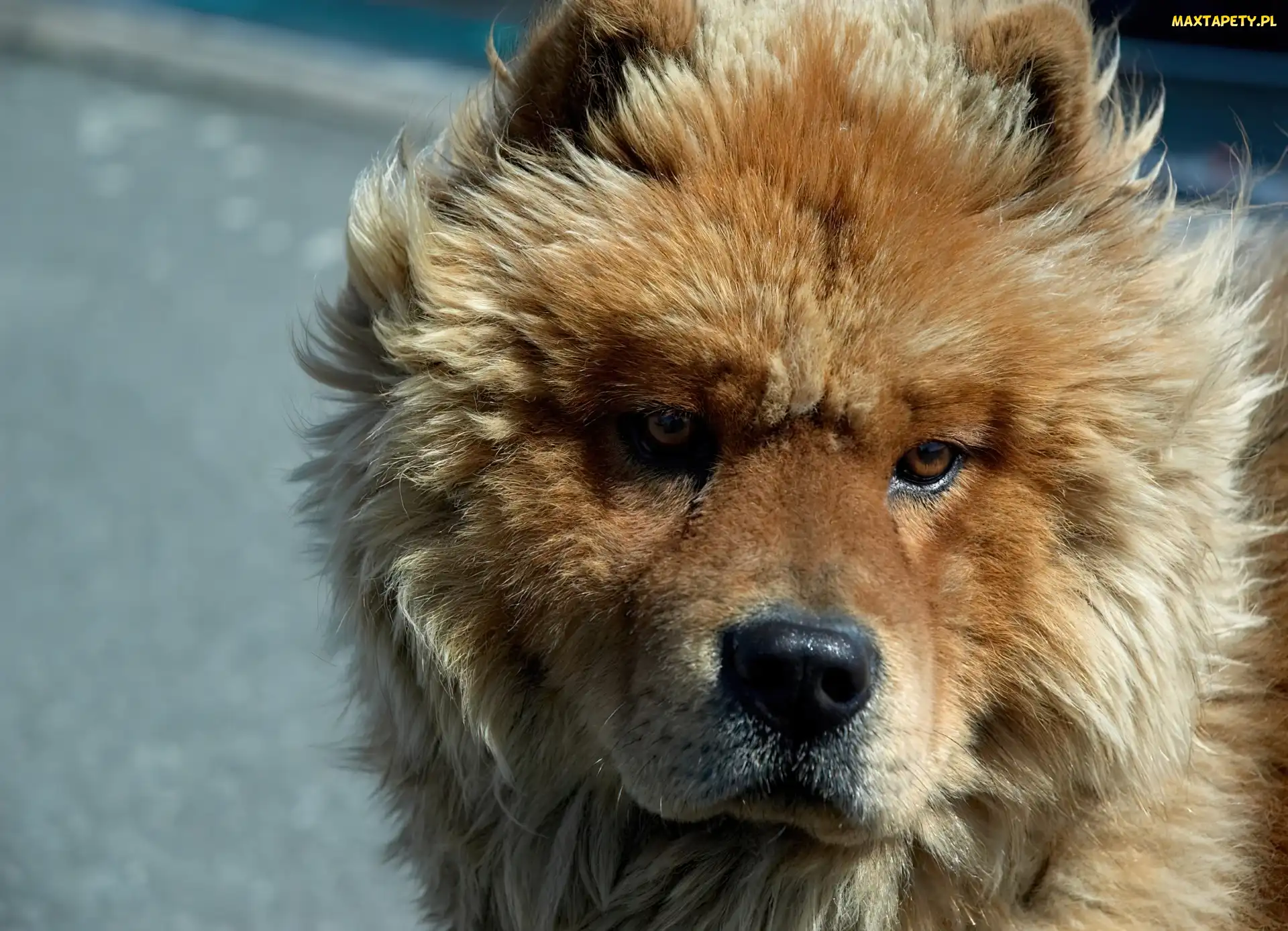 Chow chow, Pysk, Piesek