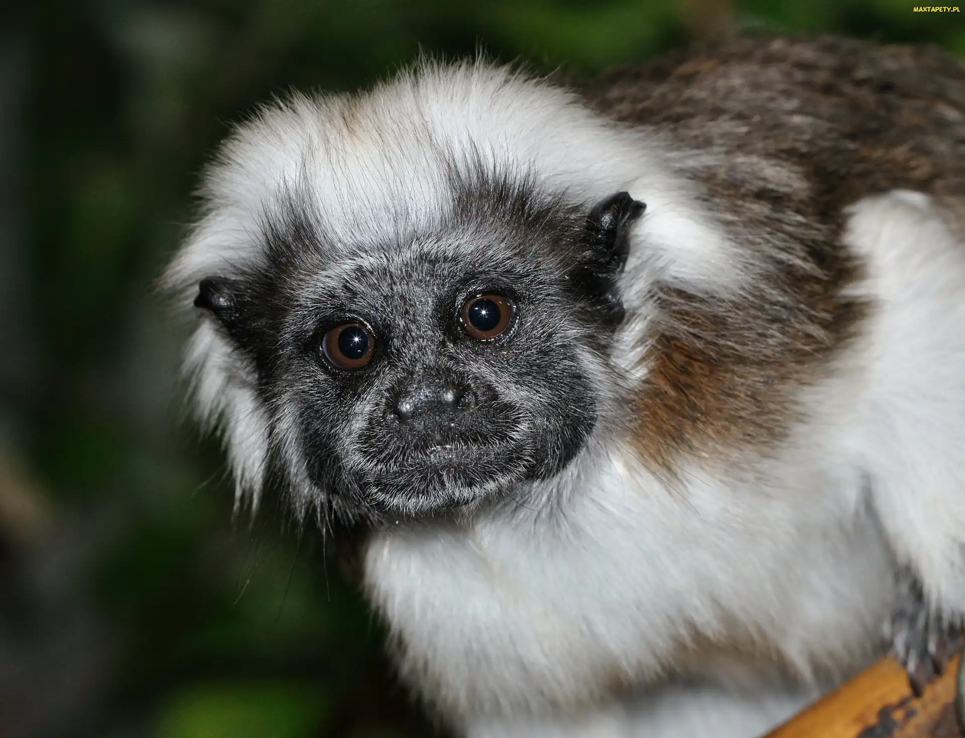Białoczuba, Małpka, Tamaryna