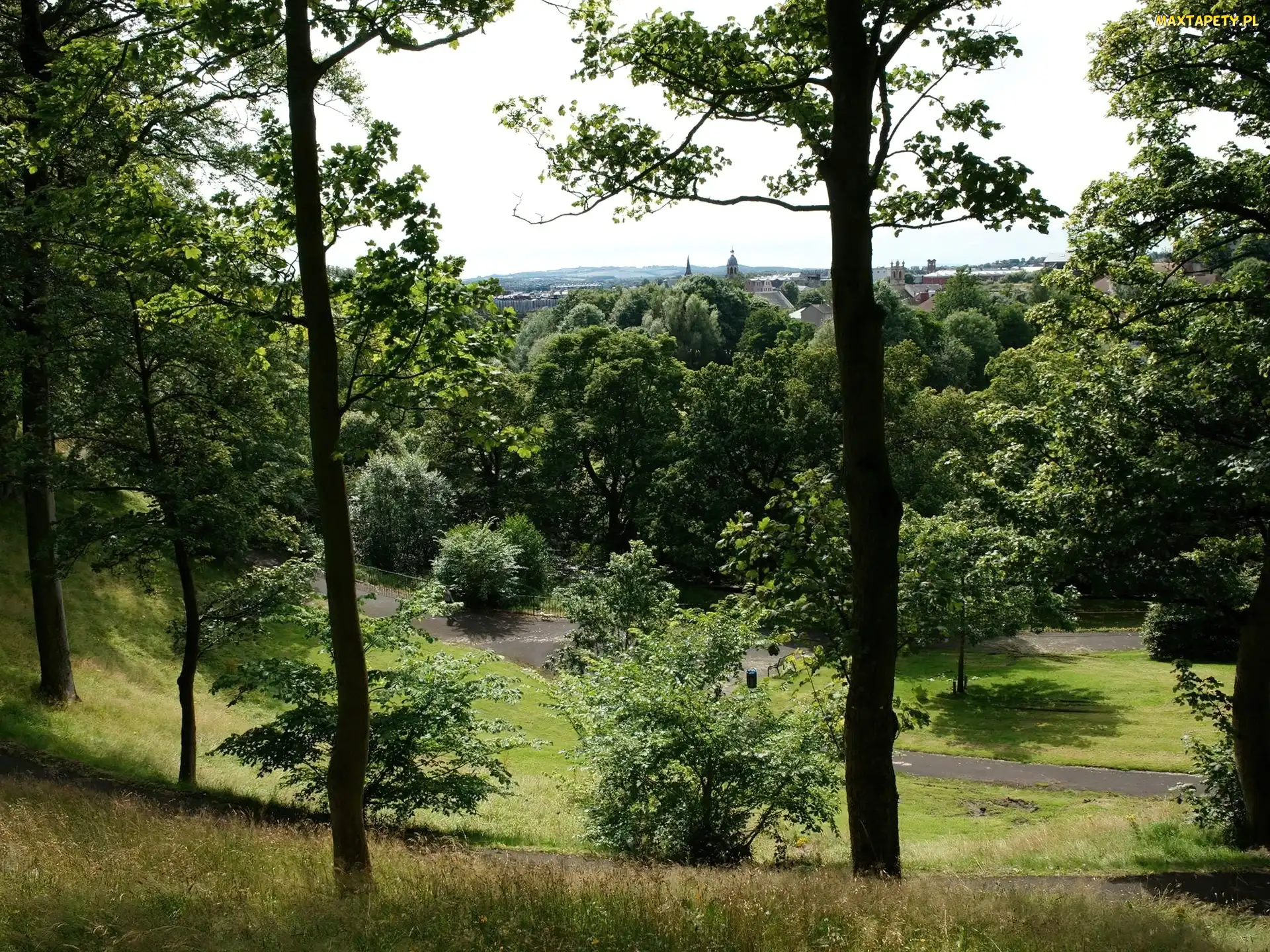 Alejki, Drzewa, Park