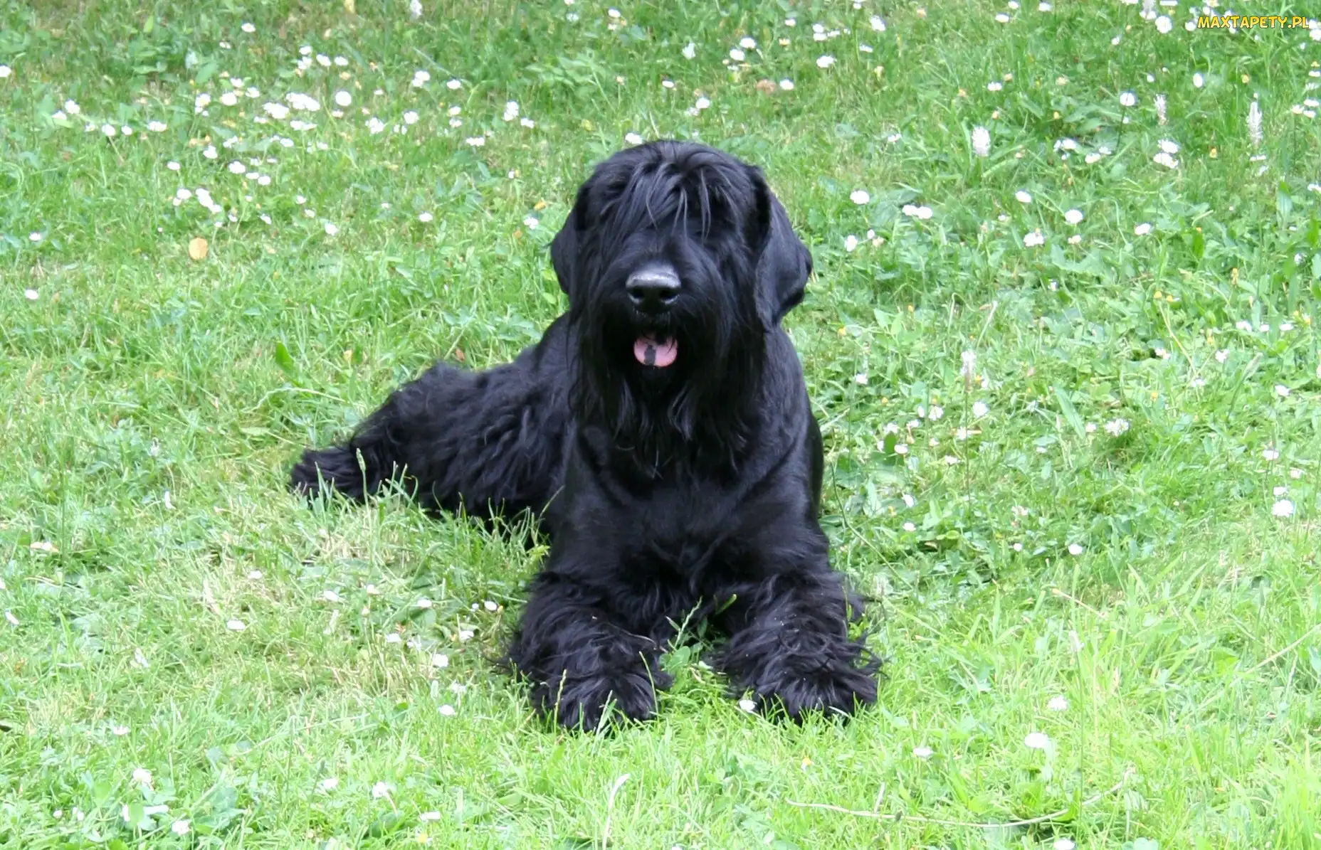 Czarny, Łąka, Terrier