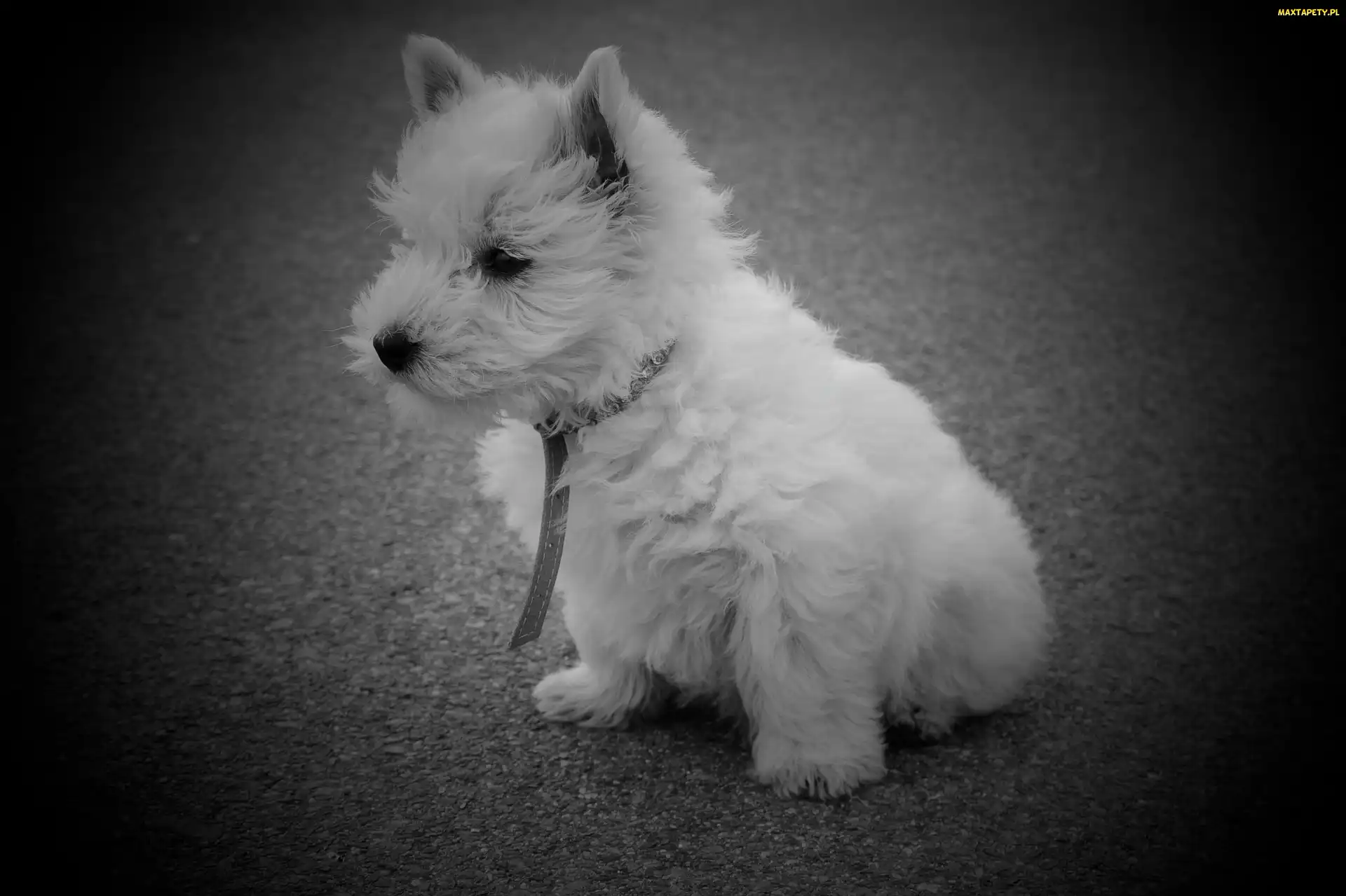 West Highland White Terrier, Pies