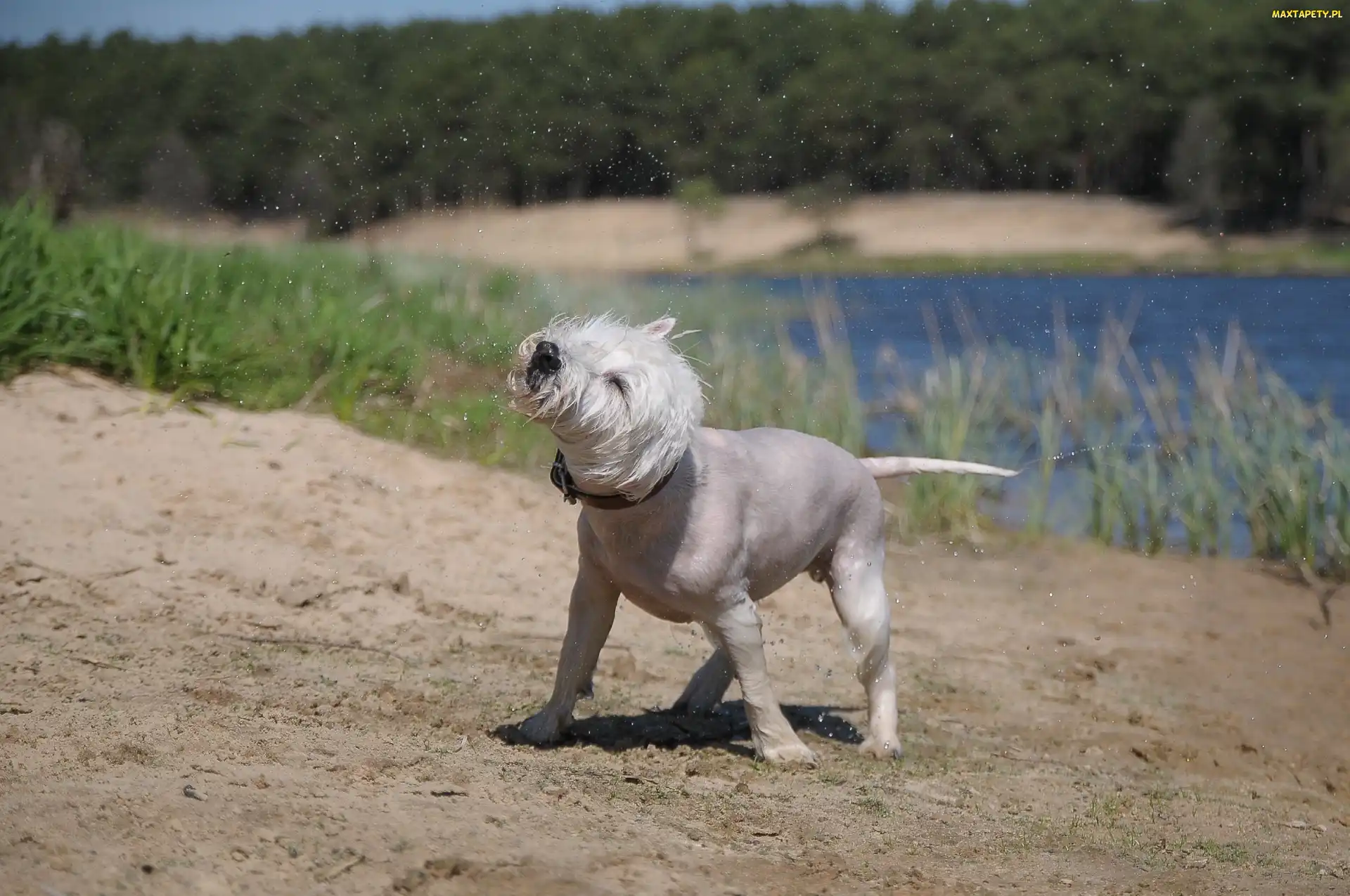 West Highland White Terrier, Kąpiel, Pies