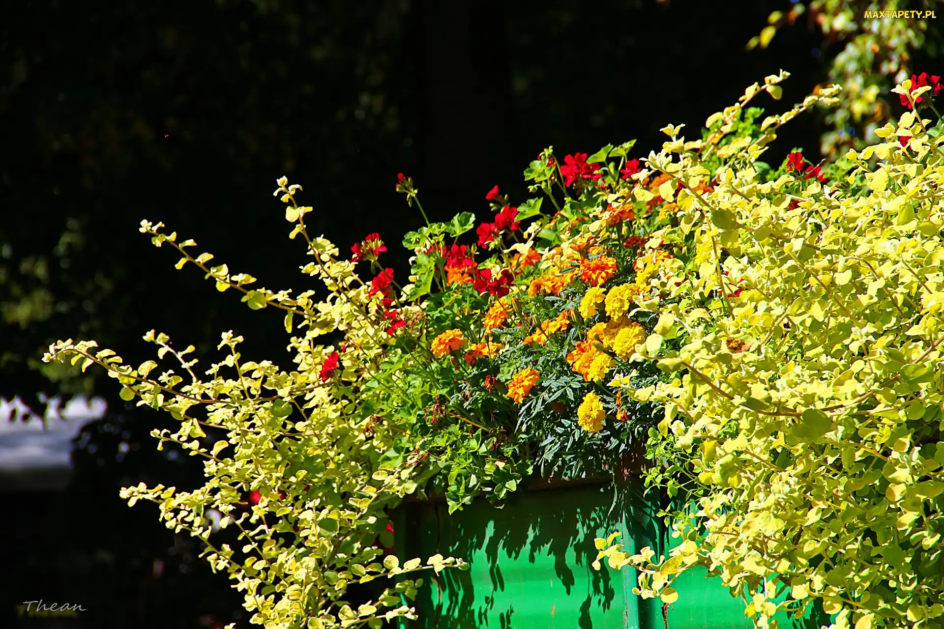 Aksamitki, Pelargonie, Kwiaty