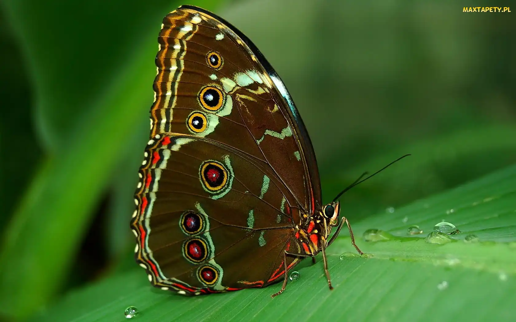 Motyl, Rosa, Liść