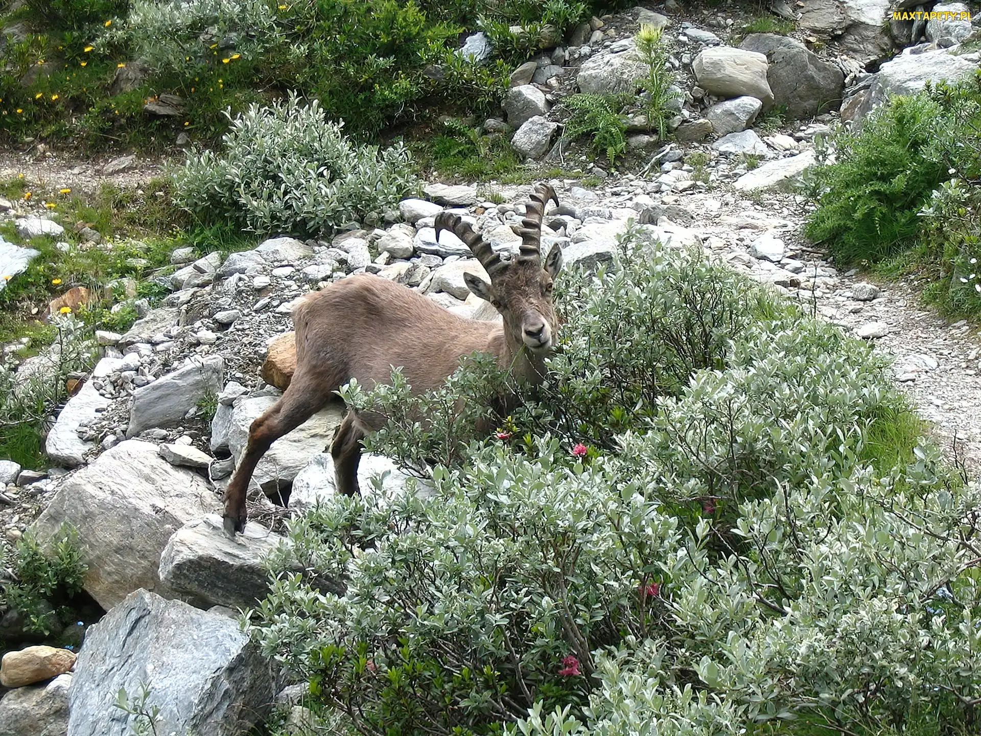 Kamienie, Krzaczki, Koziorożec Alpejski