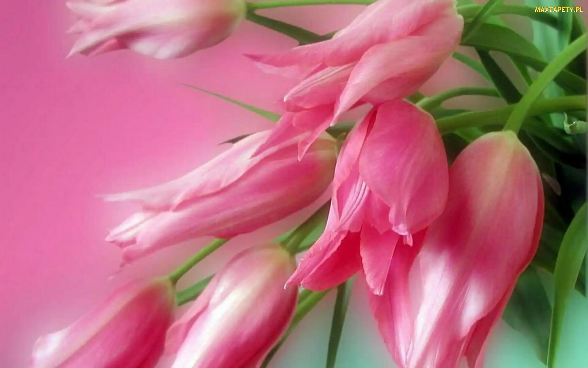 Tulipany, Bukiet, Różowe