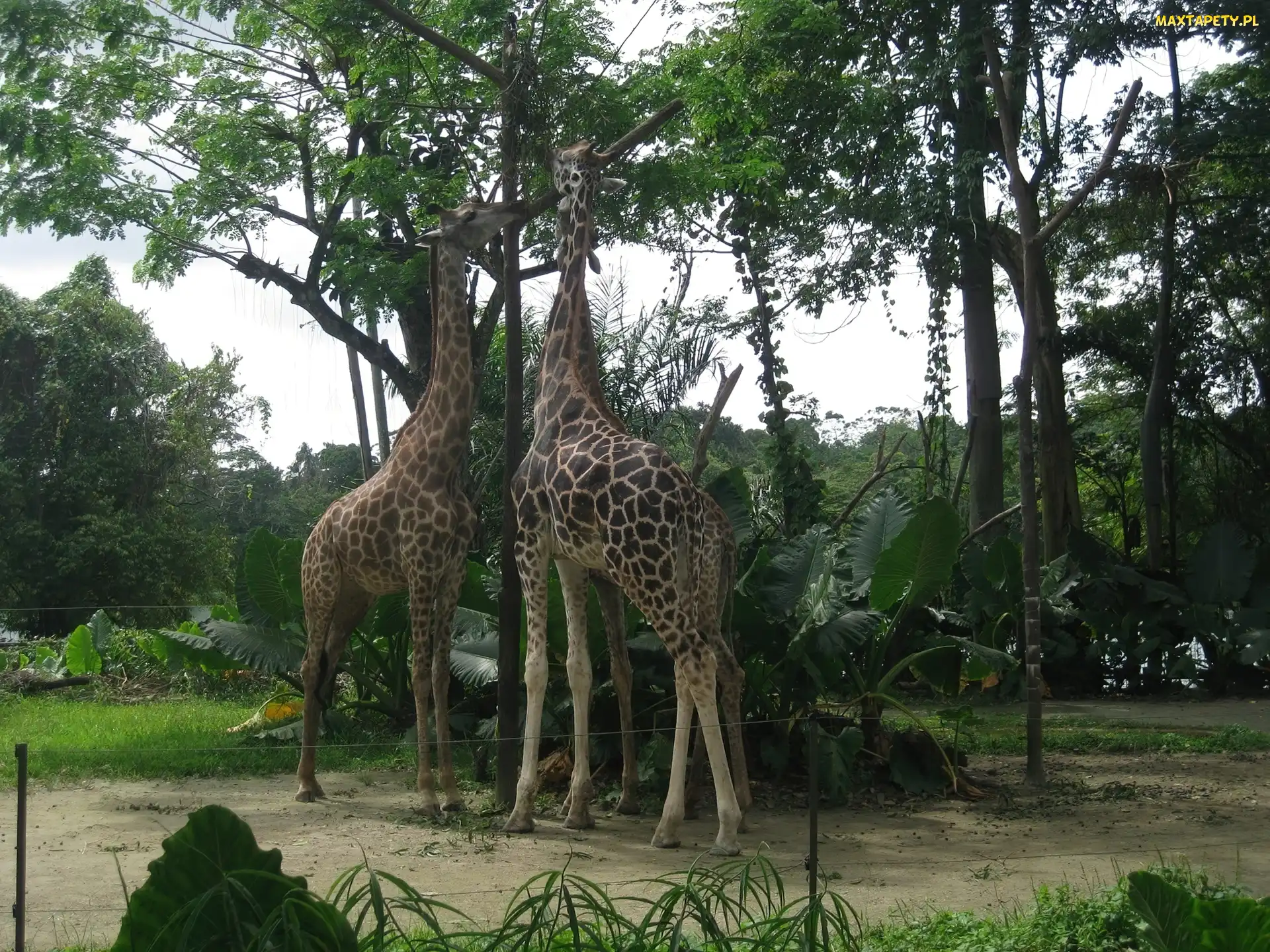 Żyrafy, Dwie, Ogród, Zoologiczny