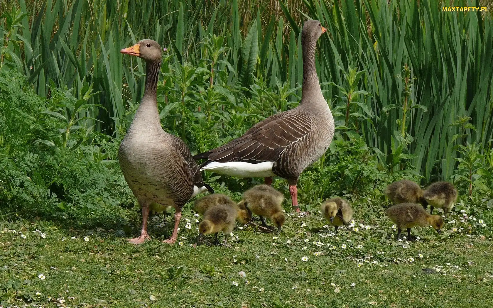 Dzikie, Gąsiątka, Małe, Gęsi, Dwie