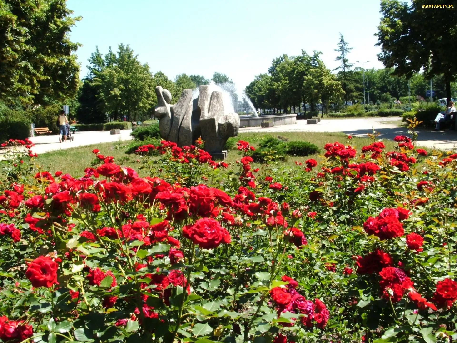 Fontanna, Drzewa, Park, Róże
