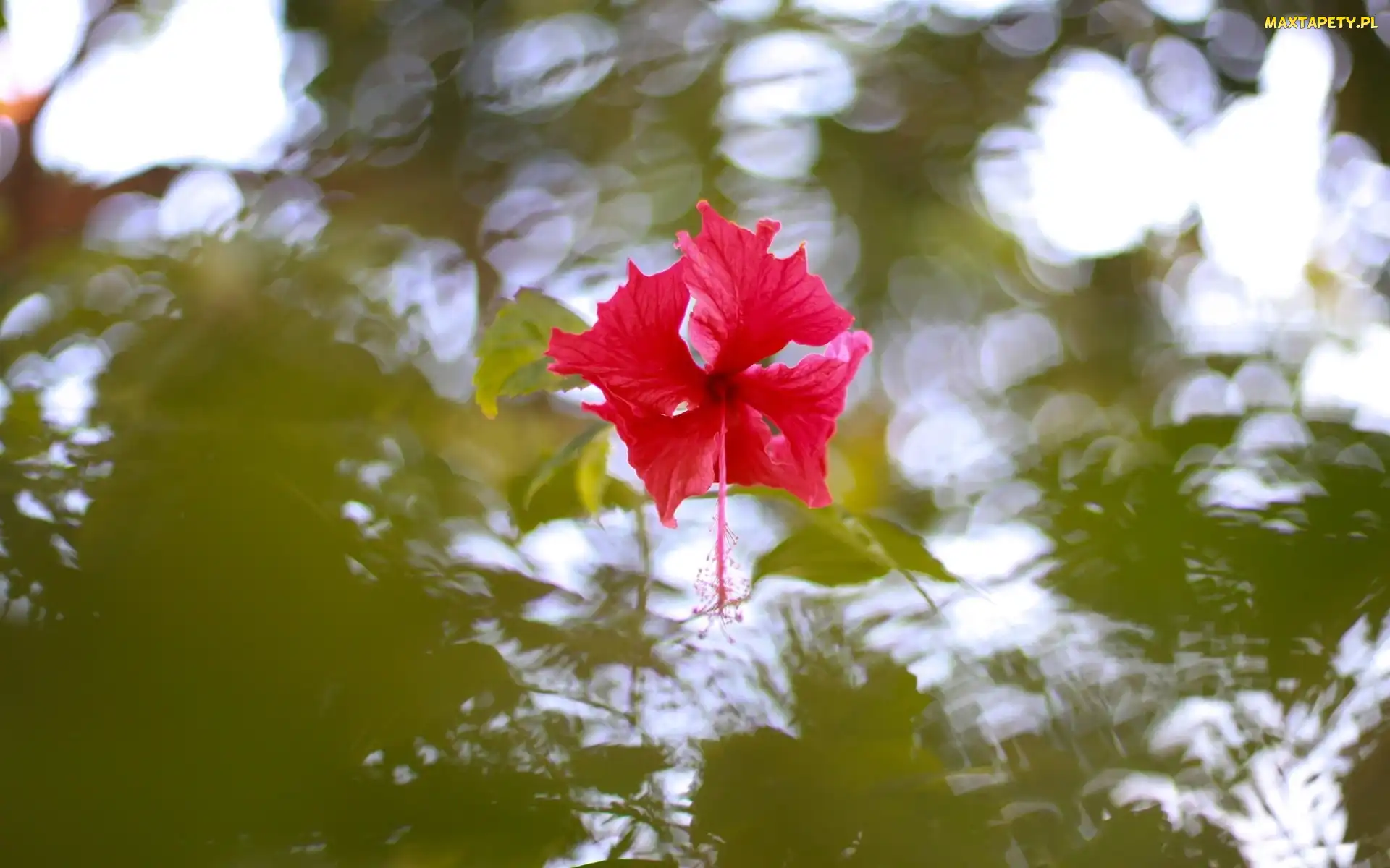 Woda, Hibiskusa, Kwiat, Odbicie