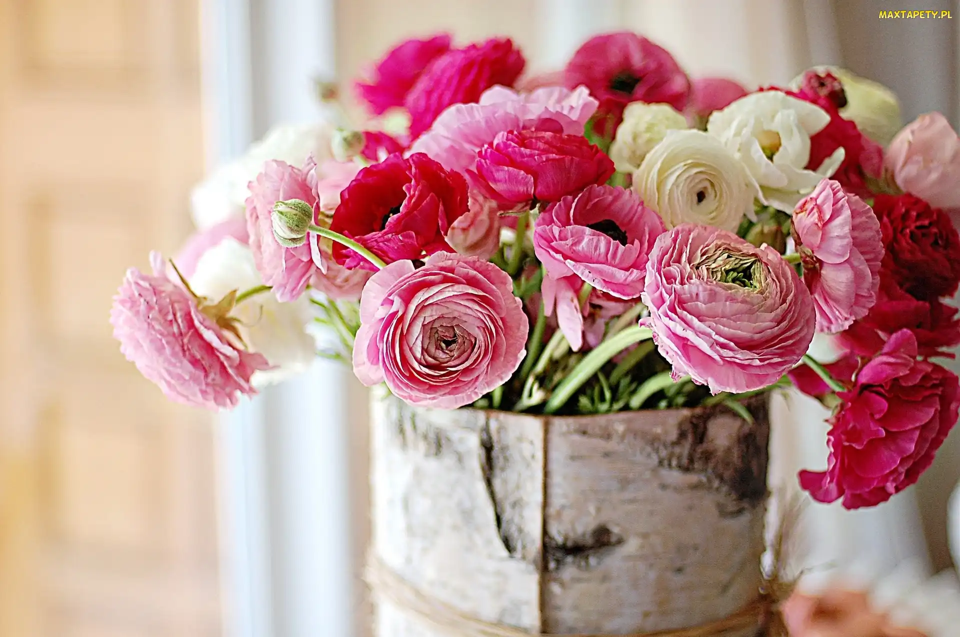 Ranunkulus, Jaskier, Azjatycki