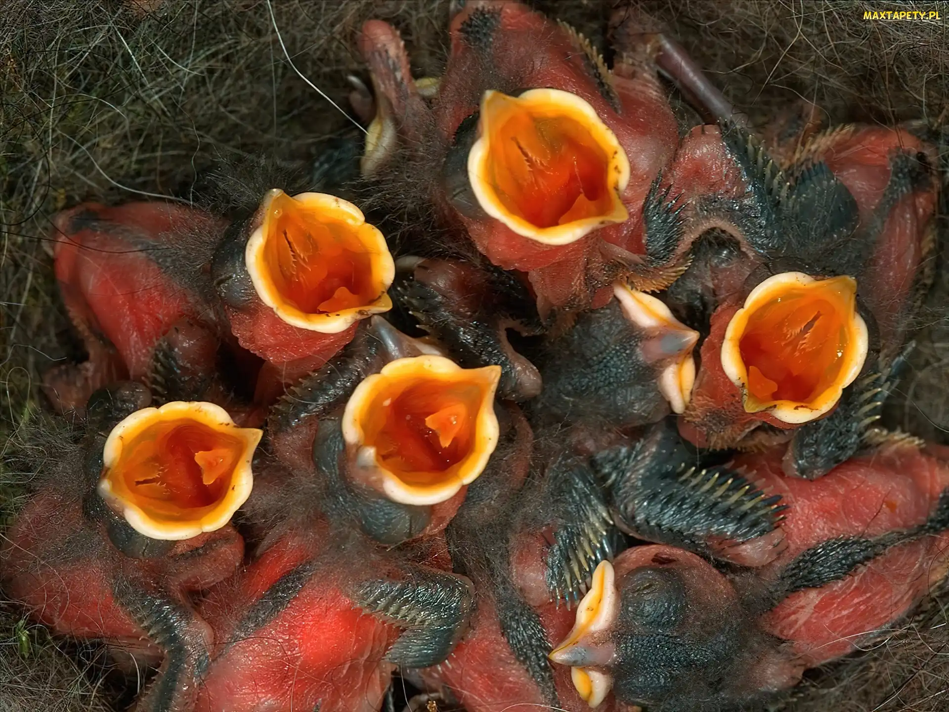 Gnieździe, W, Głodne, Pisklęta