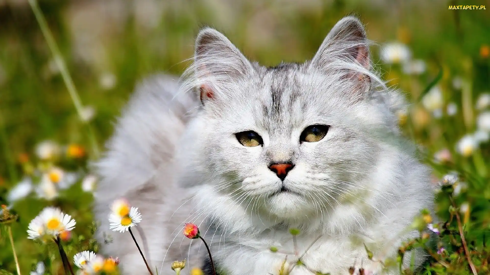 Łąka, Stokrotki, Kot Maine coon