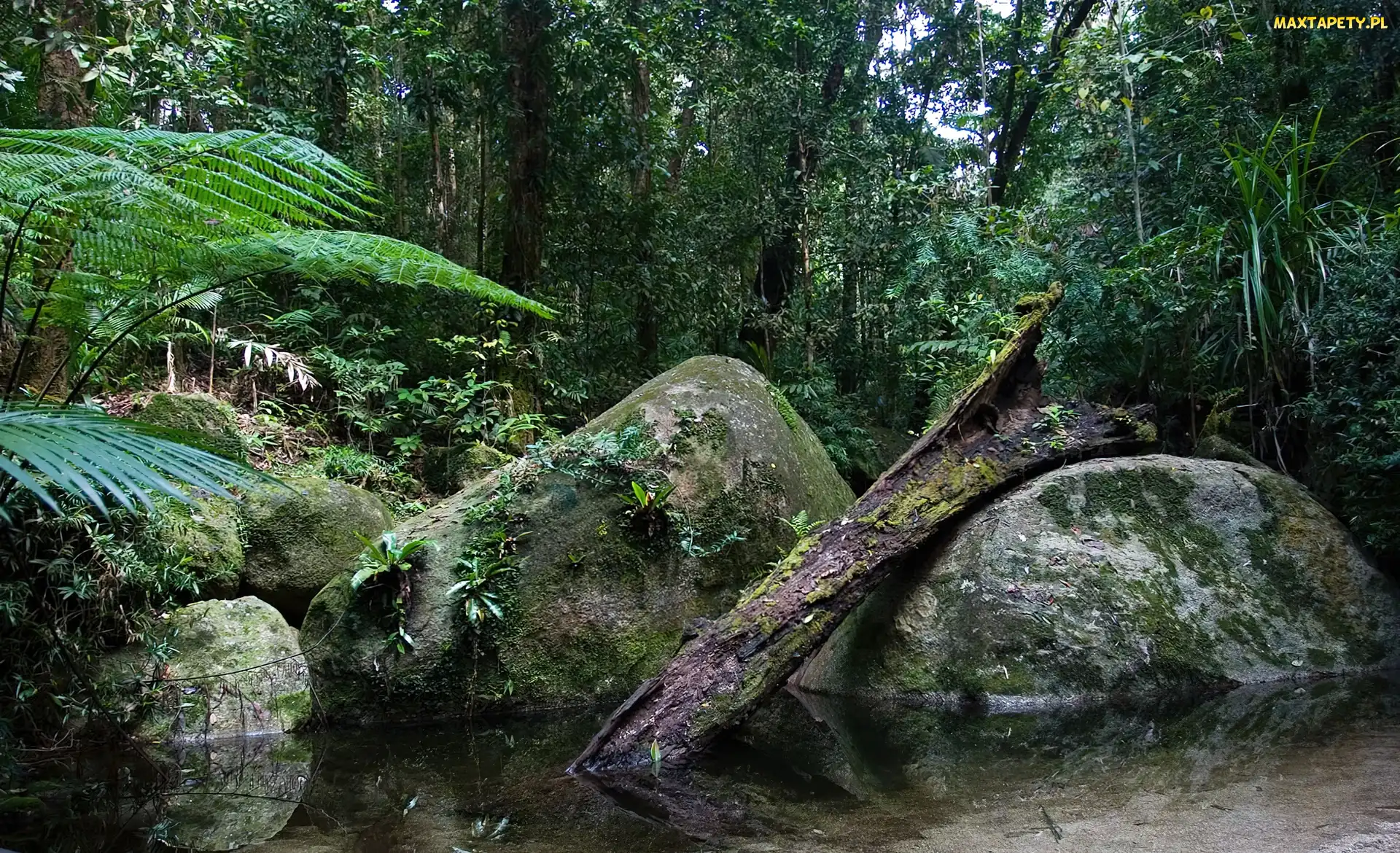 Daintree, Kamienie, Drzewa, Australia, Park Narodowy