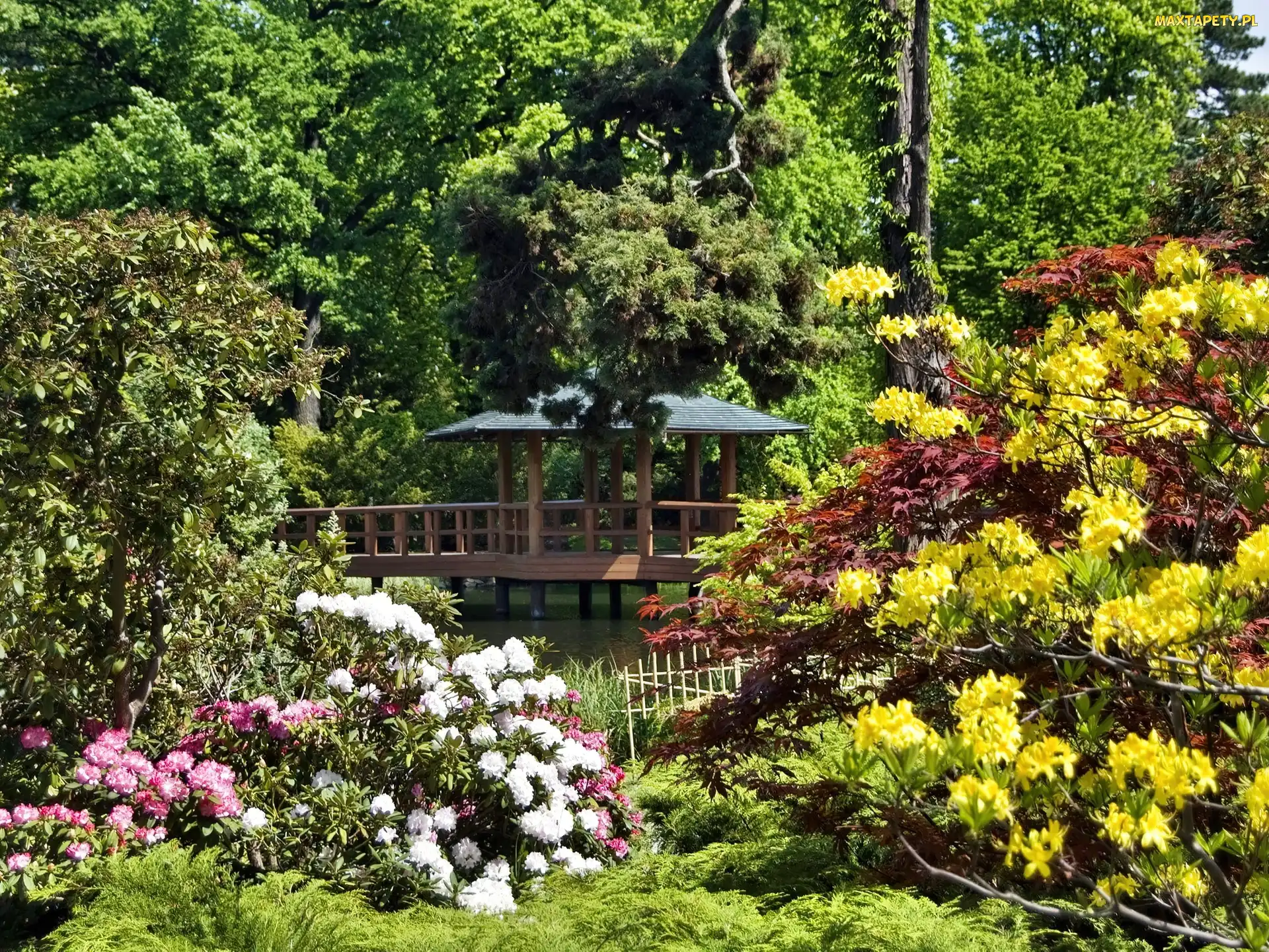 Rododendrony, Kolorowe, Park, Altana