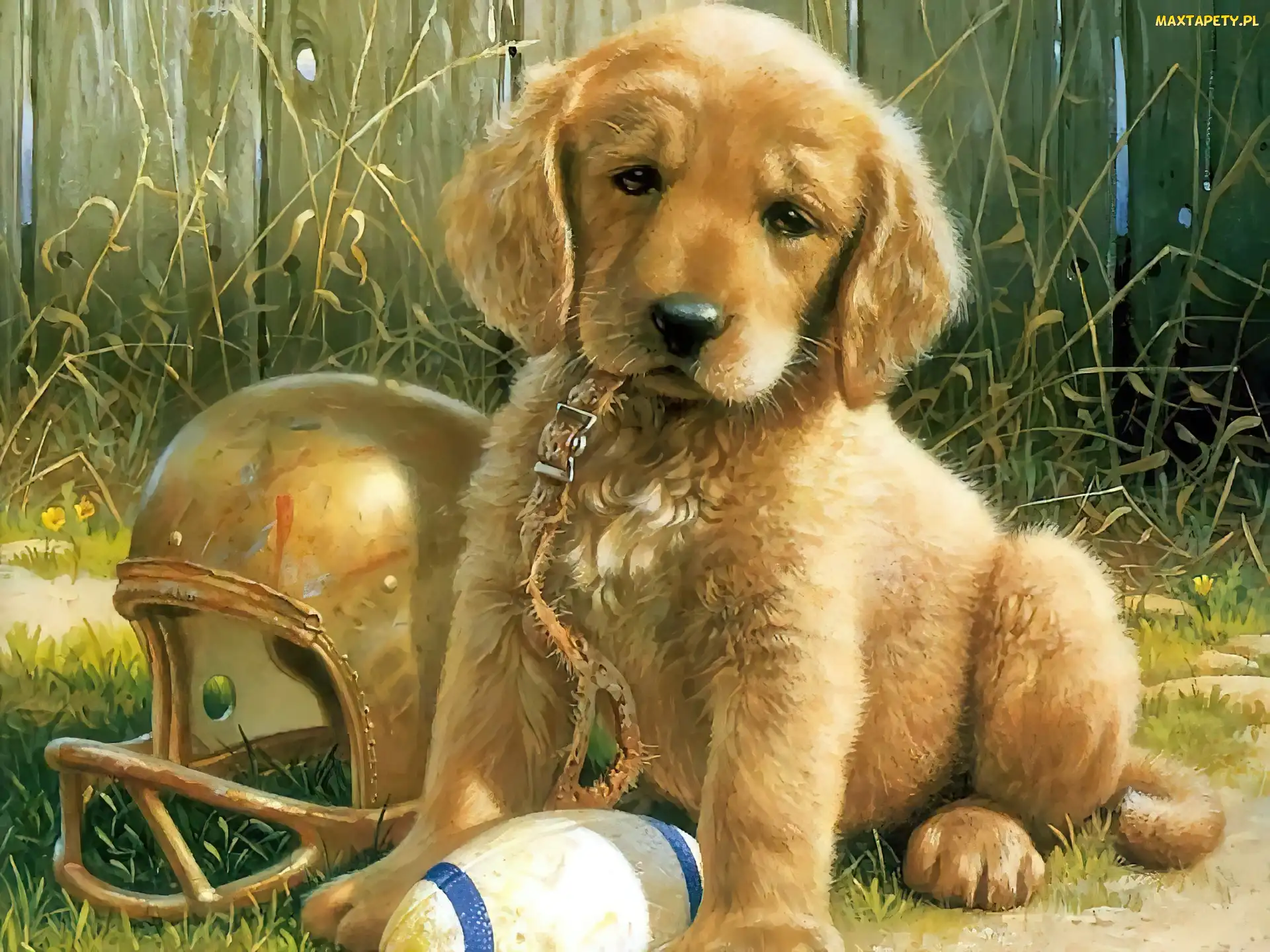 Szczeniak, Piłka, Smycz, Golden retriever, Pies