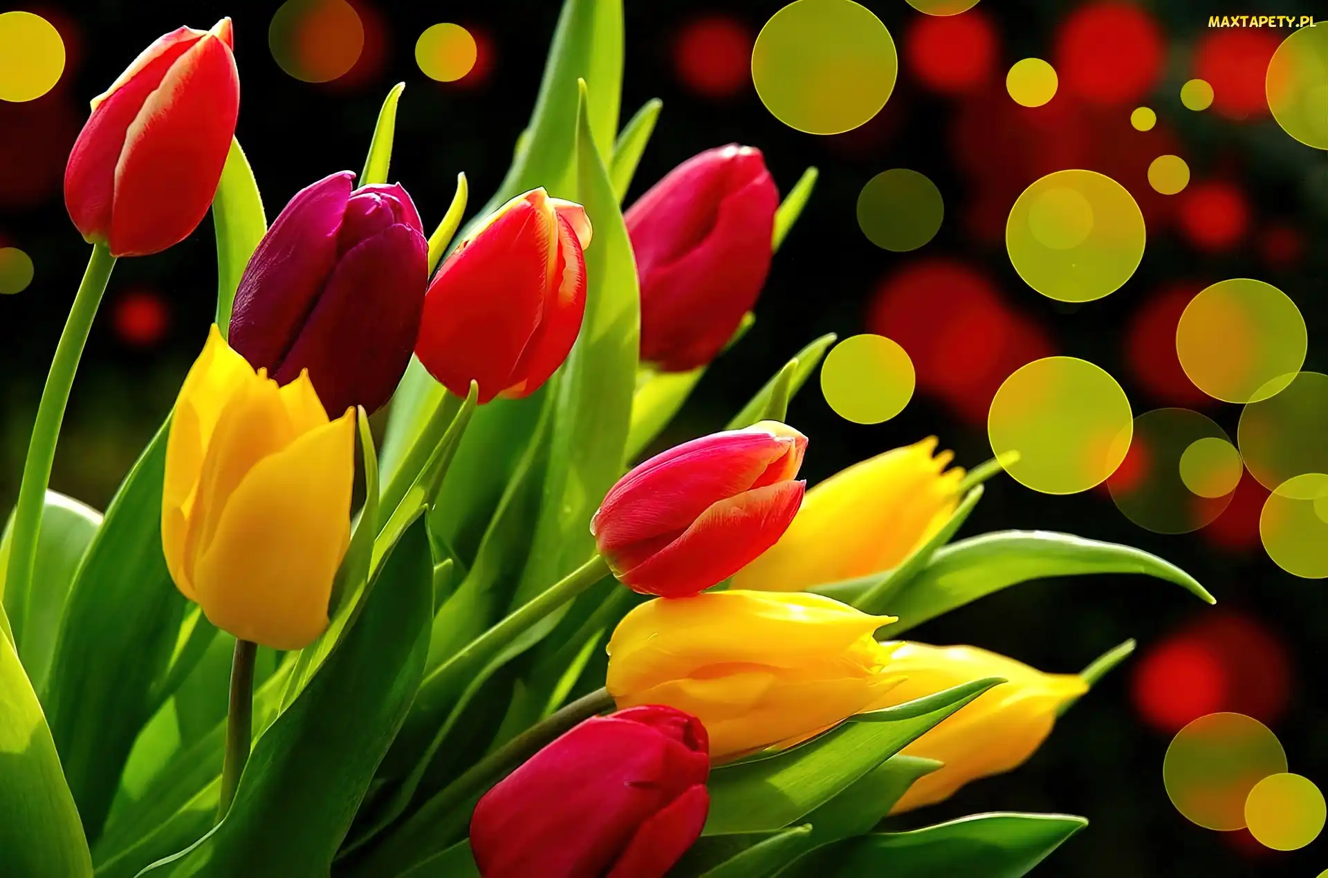 Tulipany, Kółka, Kolorowe