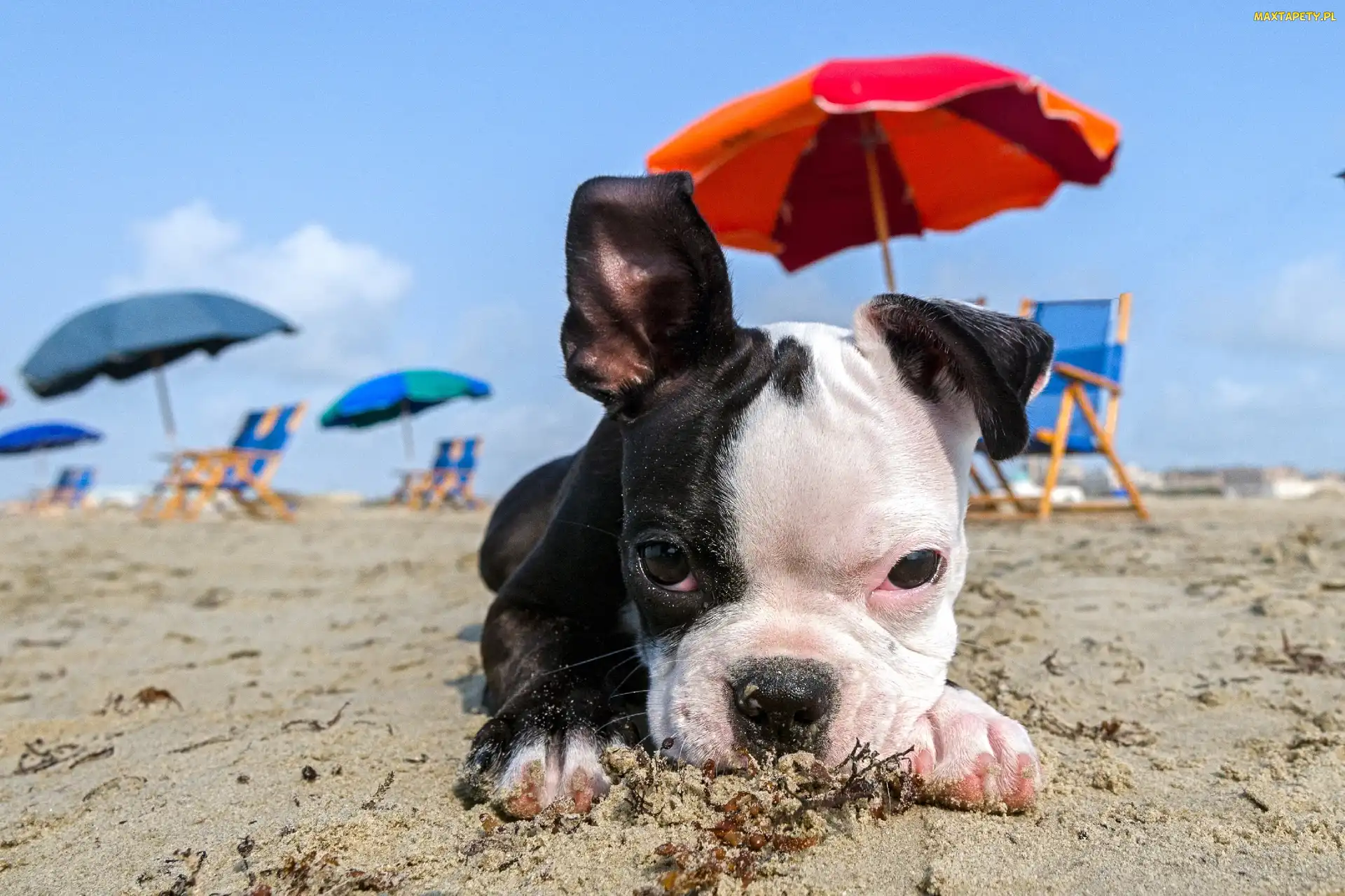 Mops, Parasole, Szczeniaczek, Plaża