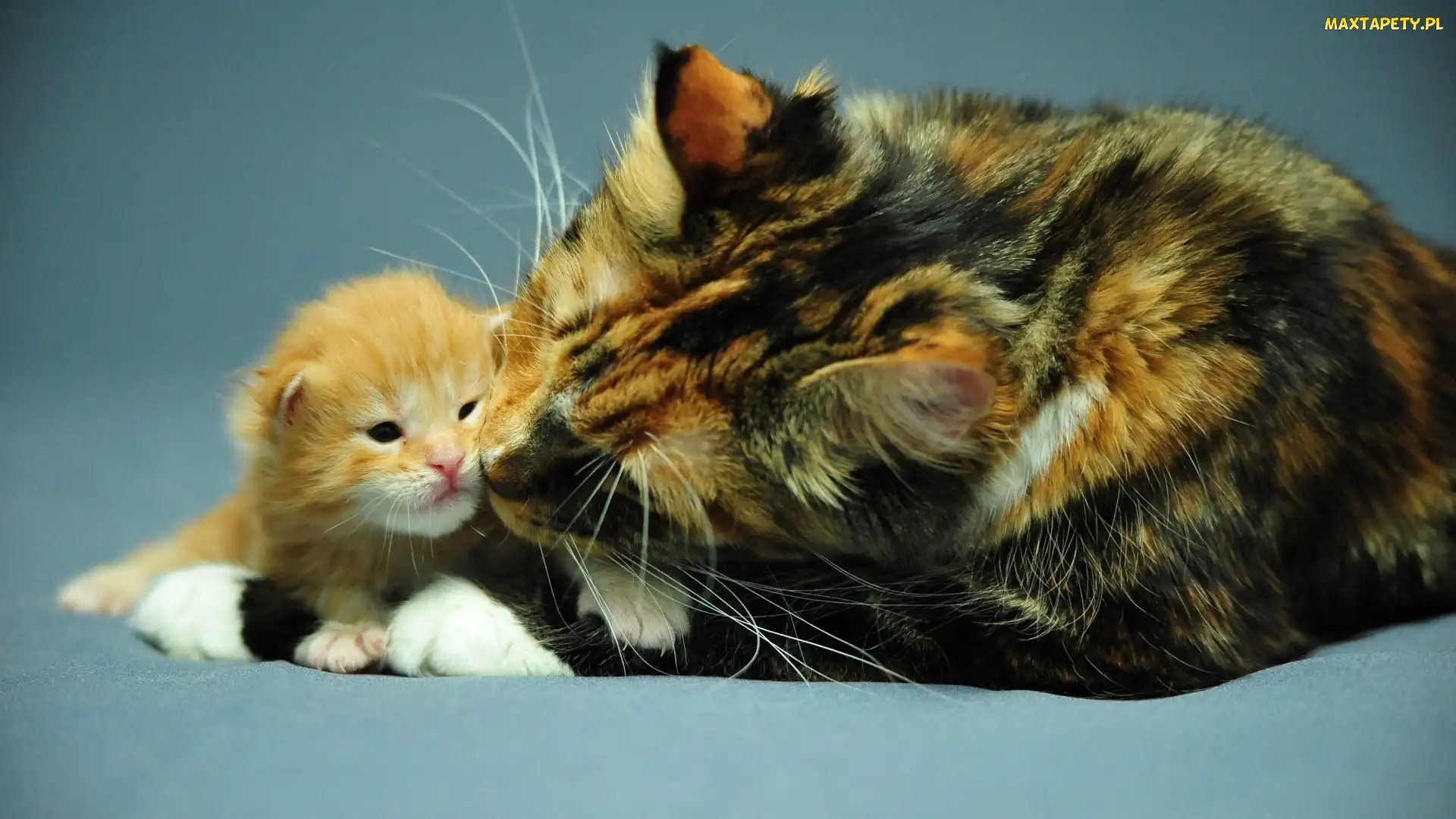 Mama, Małe, Kotka