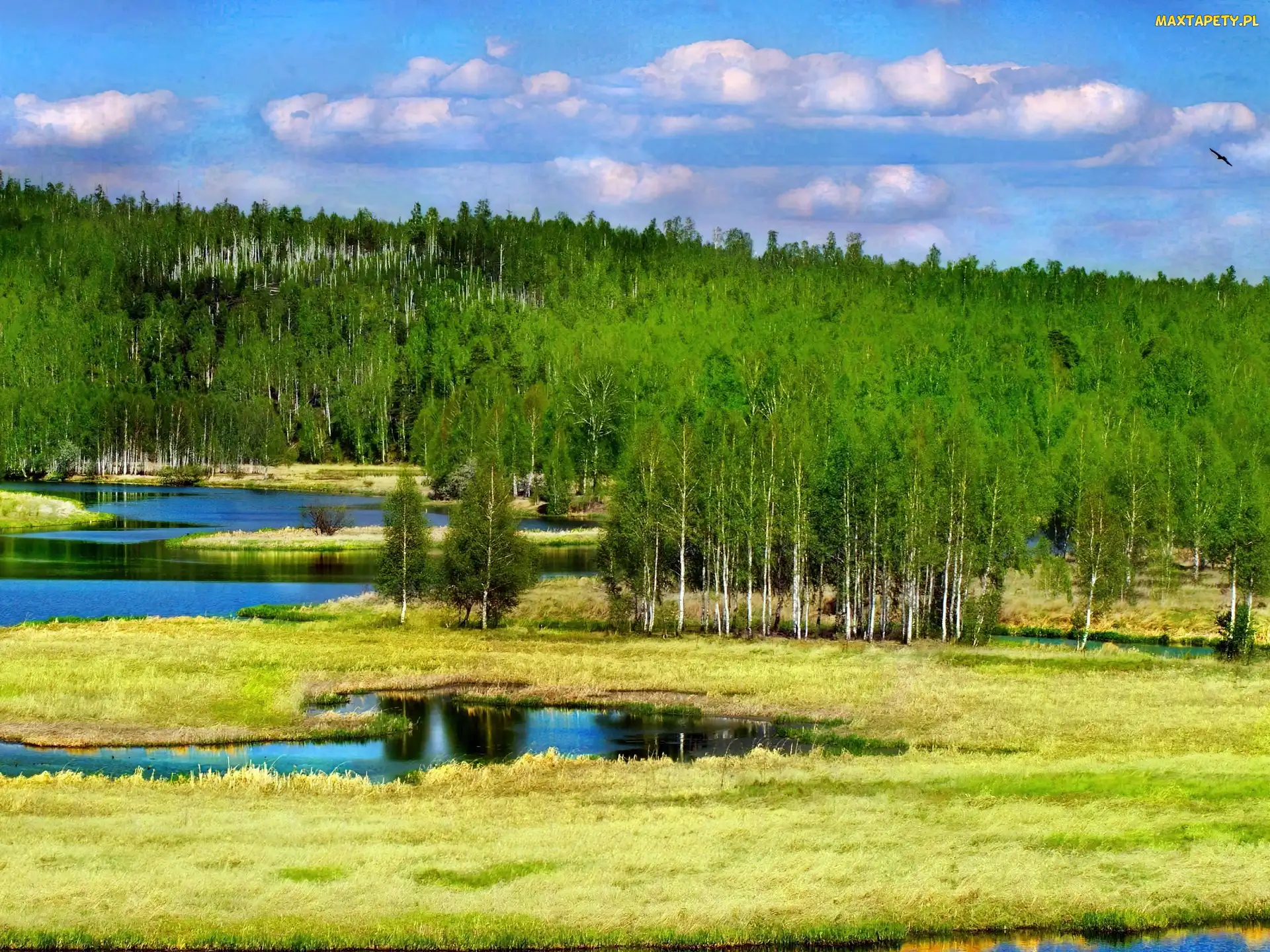 Las, Zieleń, Rozlewisko