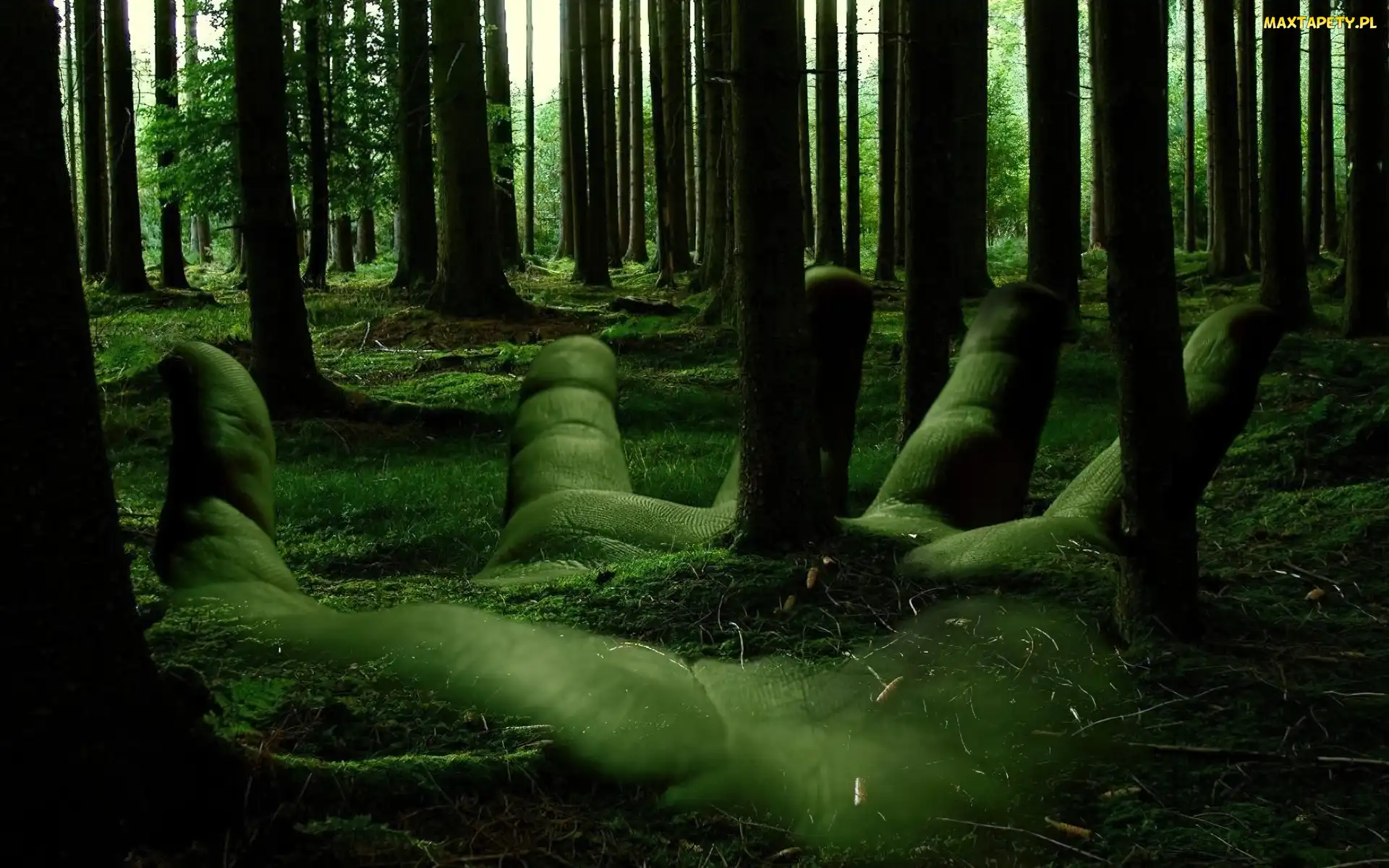 Dłoń, Las, Ekologia