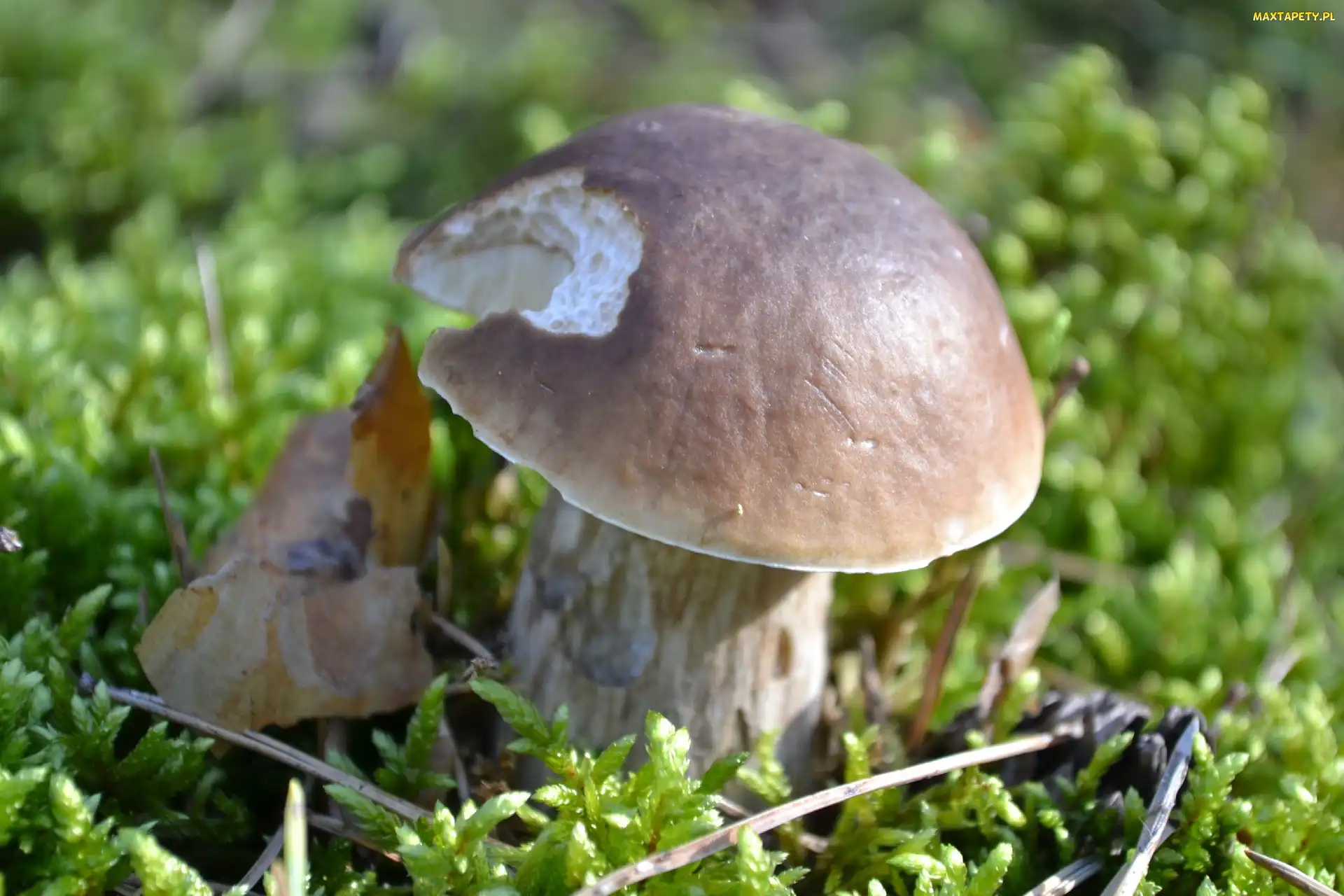 Borowik Szlachetny, Mech, Przez, Ślimaka, Nadgryziony