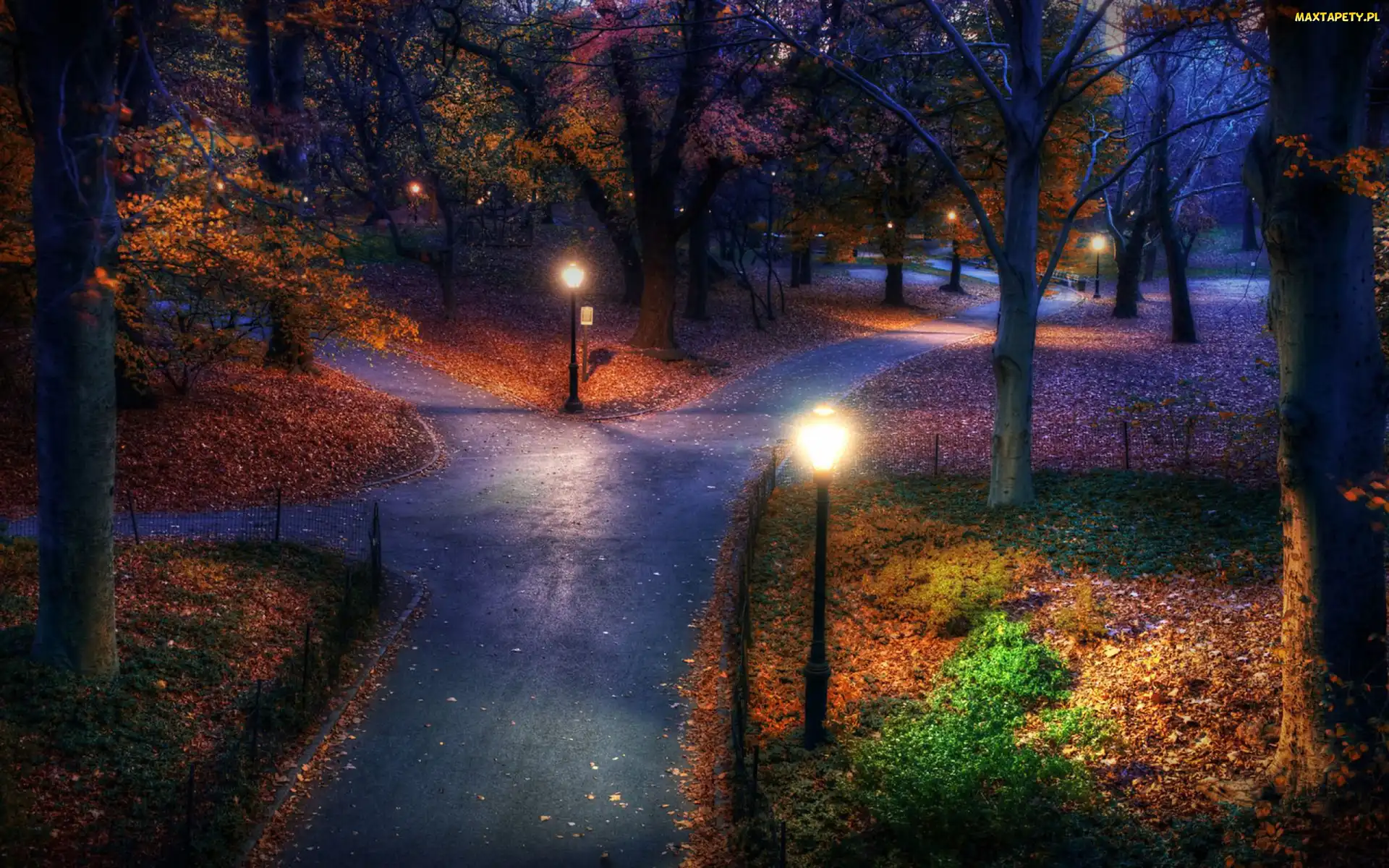 Alleja, Liście, Park, Spacerowa, Drzewa, Oświetlony, Nocą