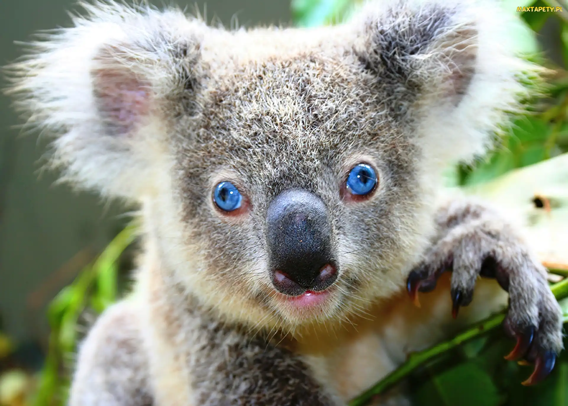 Koala, Gałązka, Oczy, Niebieskie, Miś