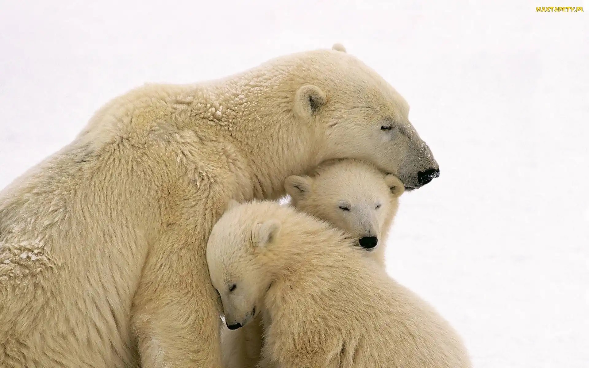 Młode, Mama, Niedźwiedzie, Polarne