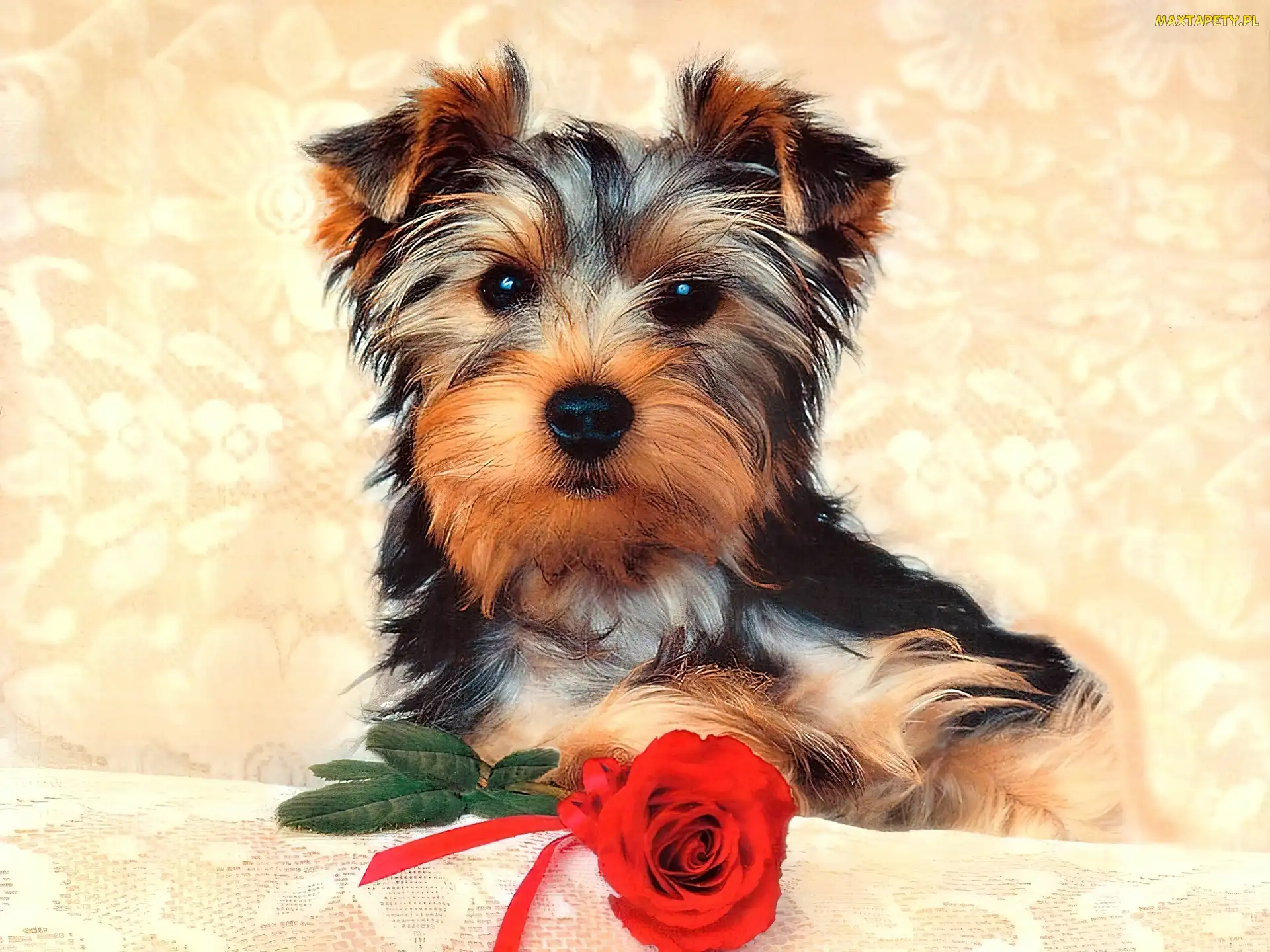 Pies, Róża, Yorkshire Terrier