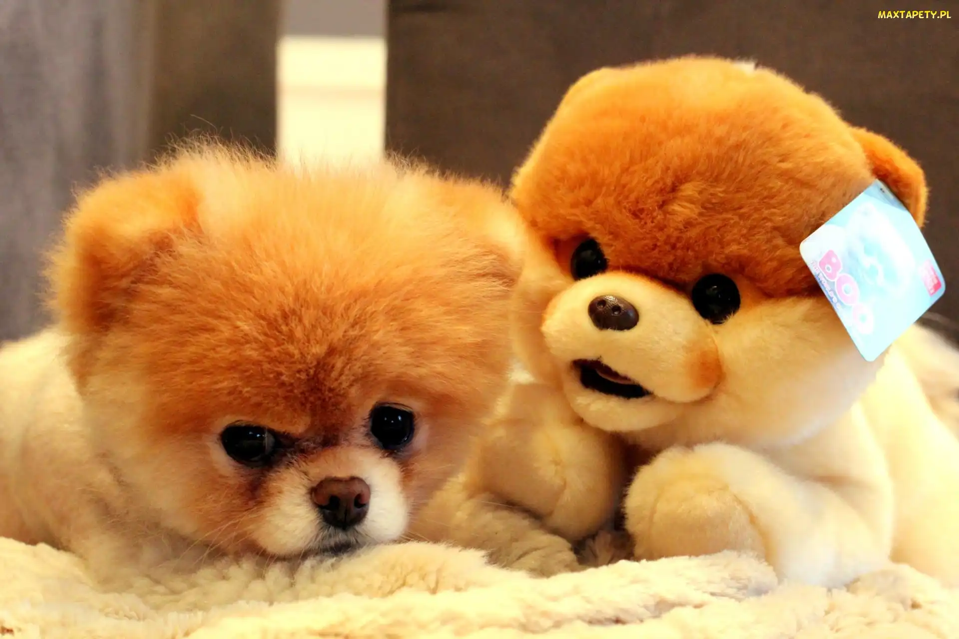 Pluszak, Pomeranian, Pies, Szpic miniaturowy