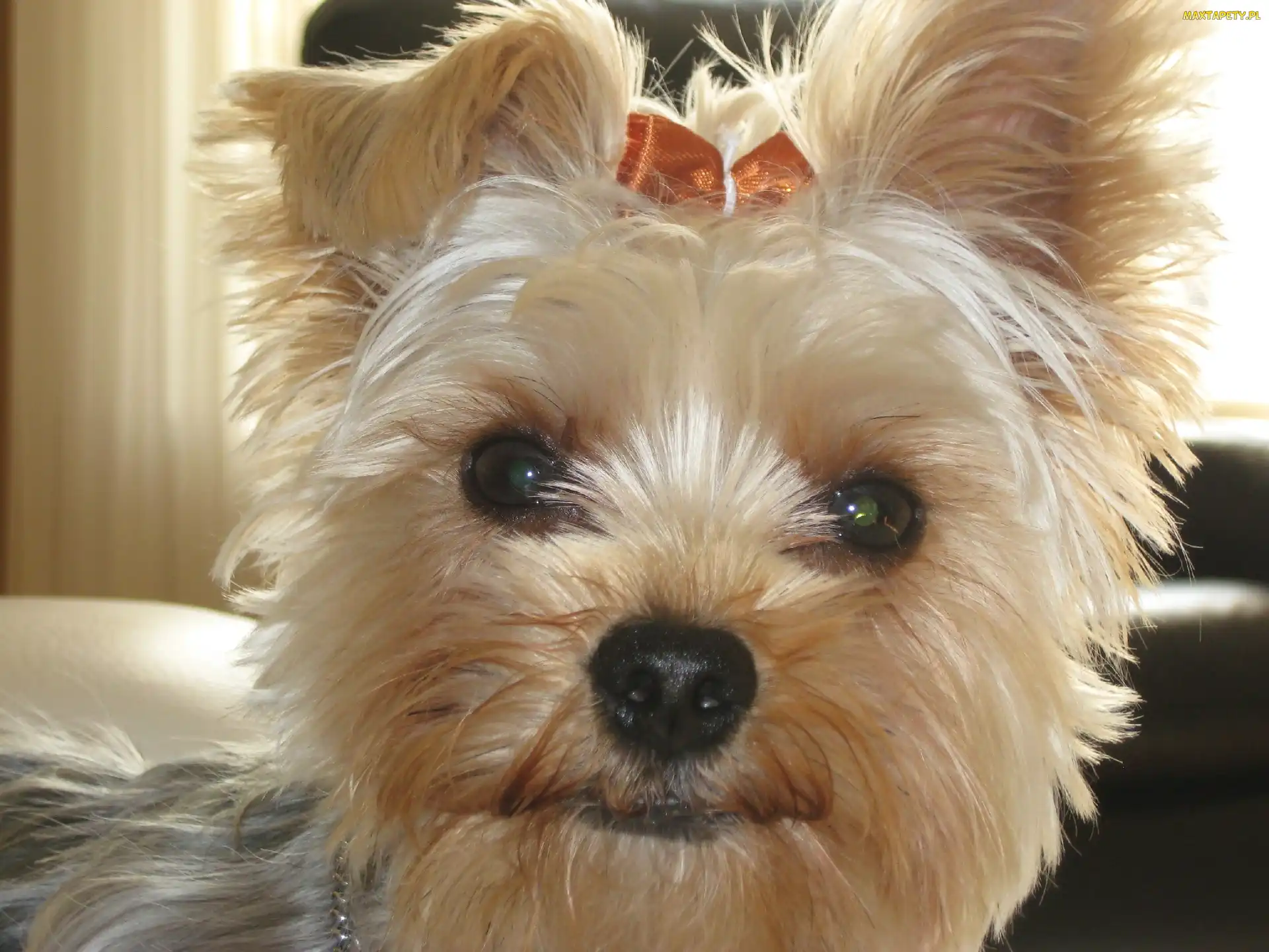 Głowa, Kokardka, Yorkshire Terrier