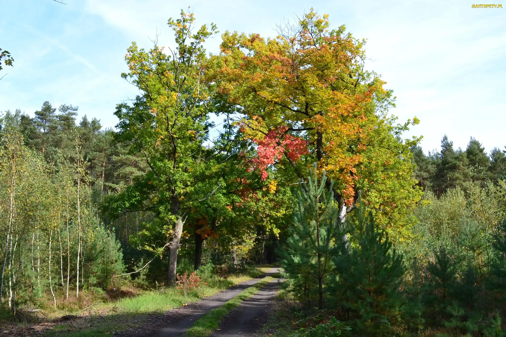Leśna, Dęby, Kolorowe, Jesienne, Droga